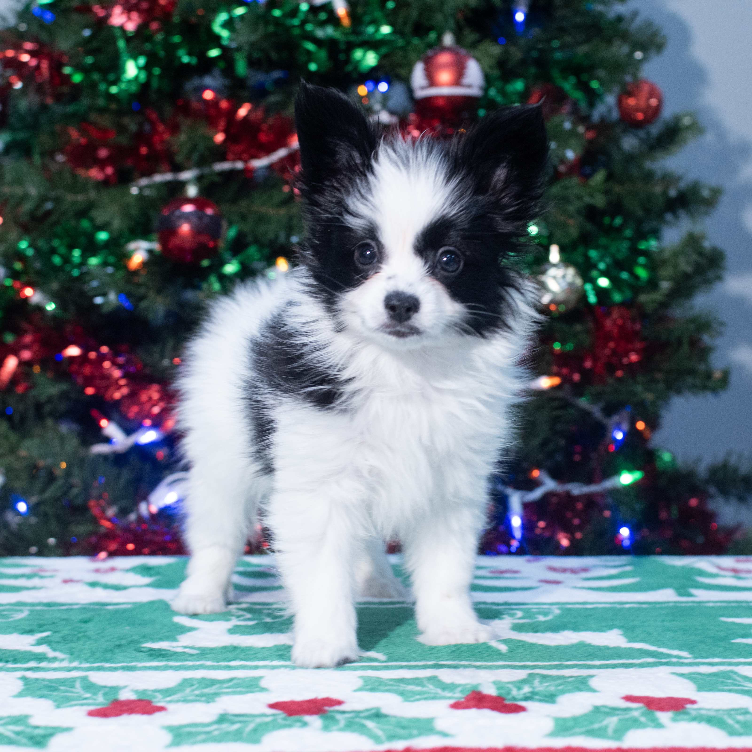 Papillon (M) 2158 Image #1