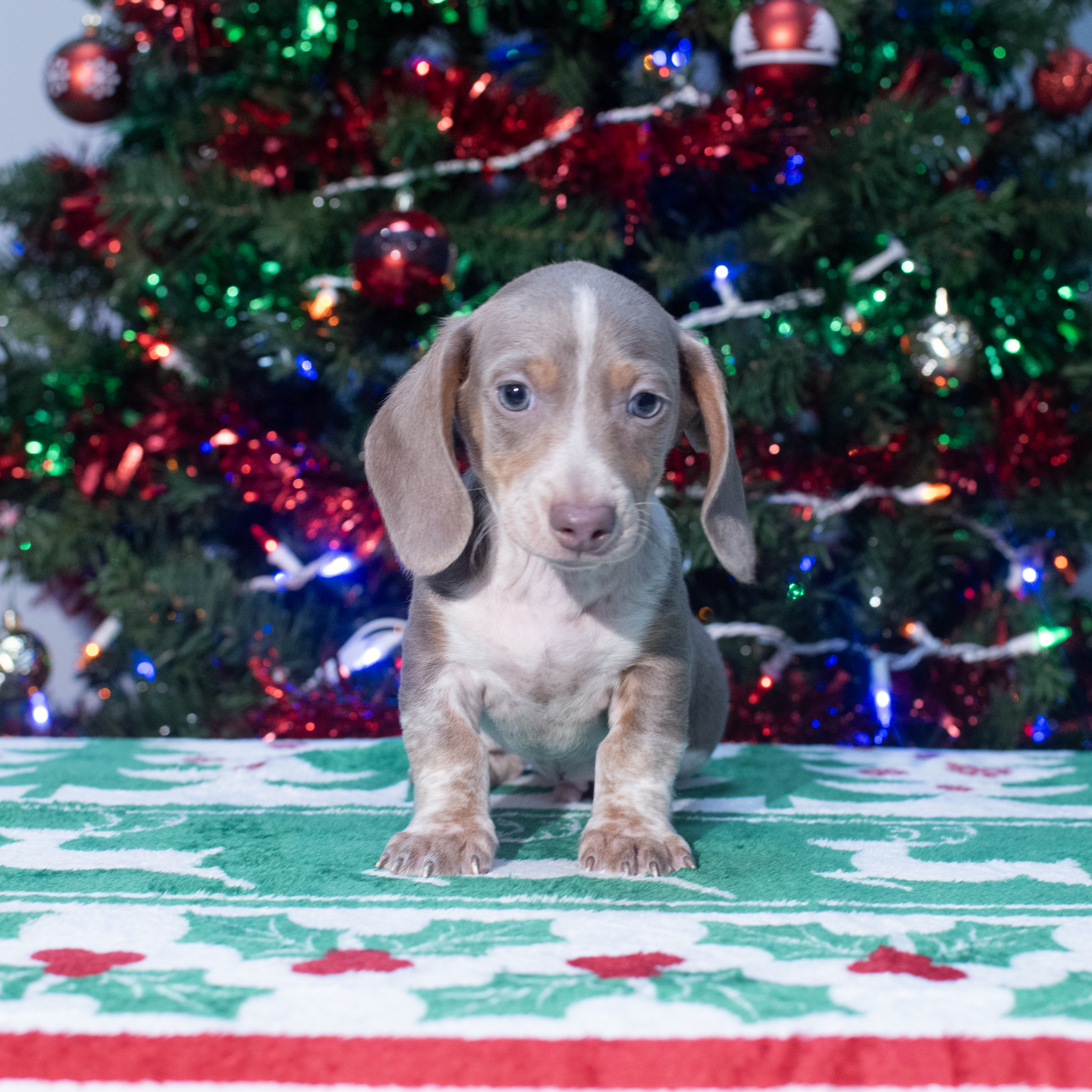 Dachshund (M) 2157 Image #1