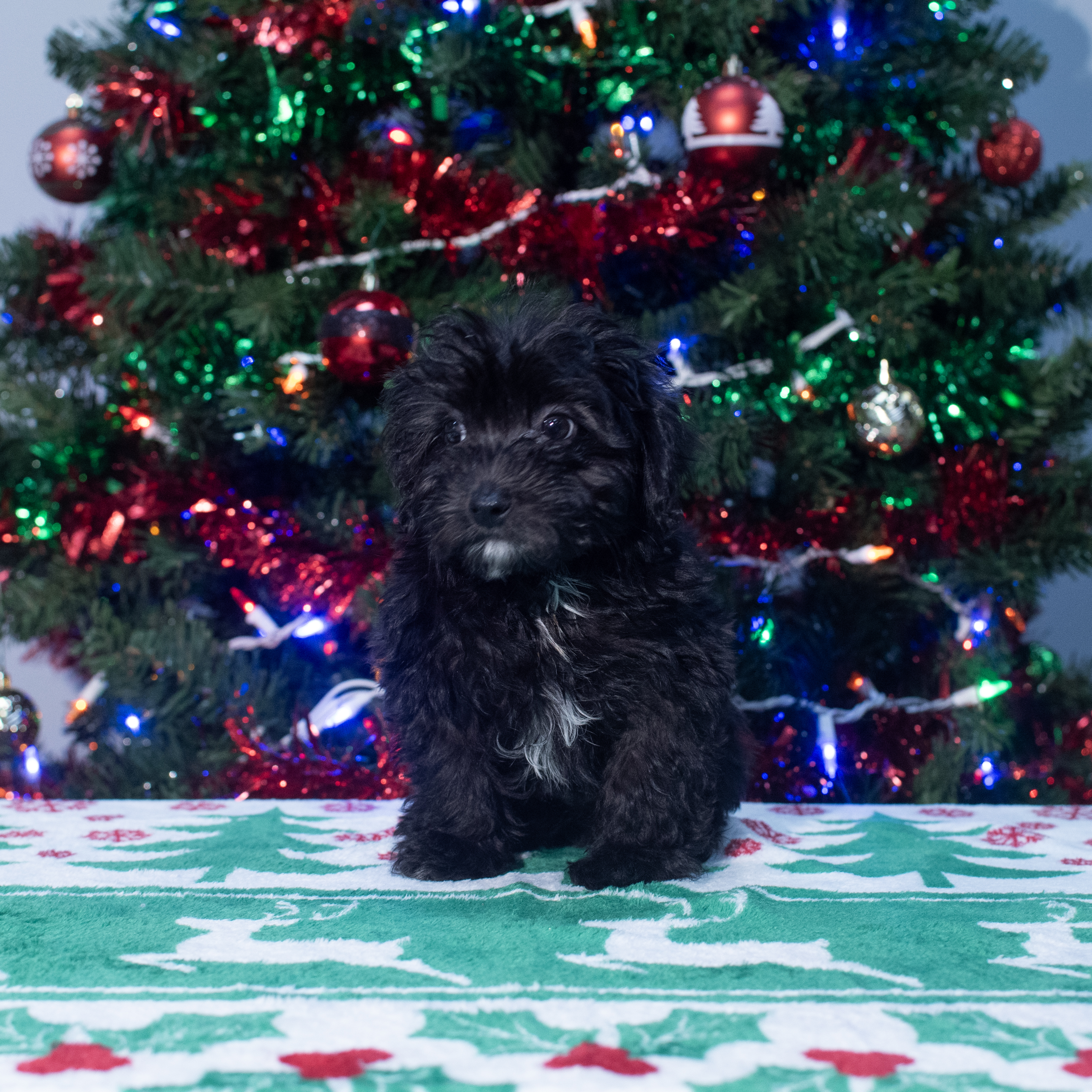 Havapoo (M) 2161 Image #1