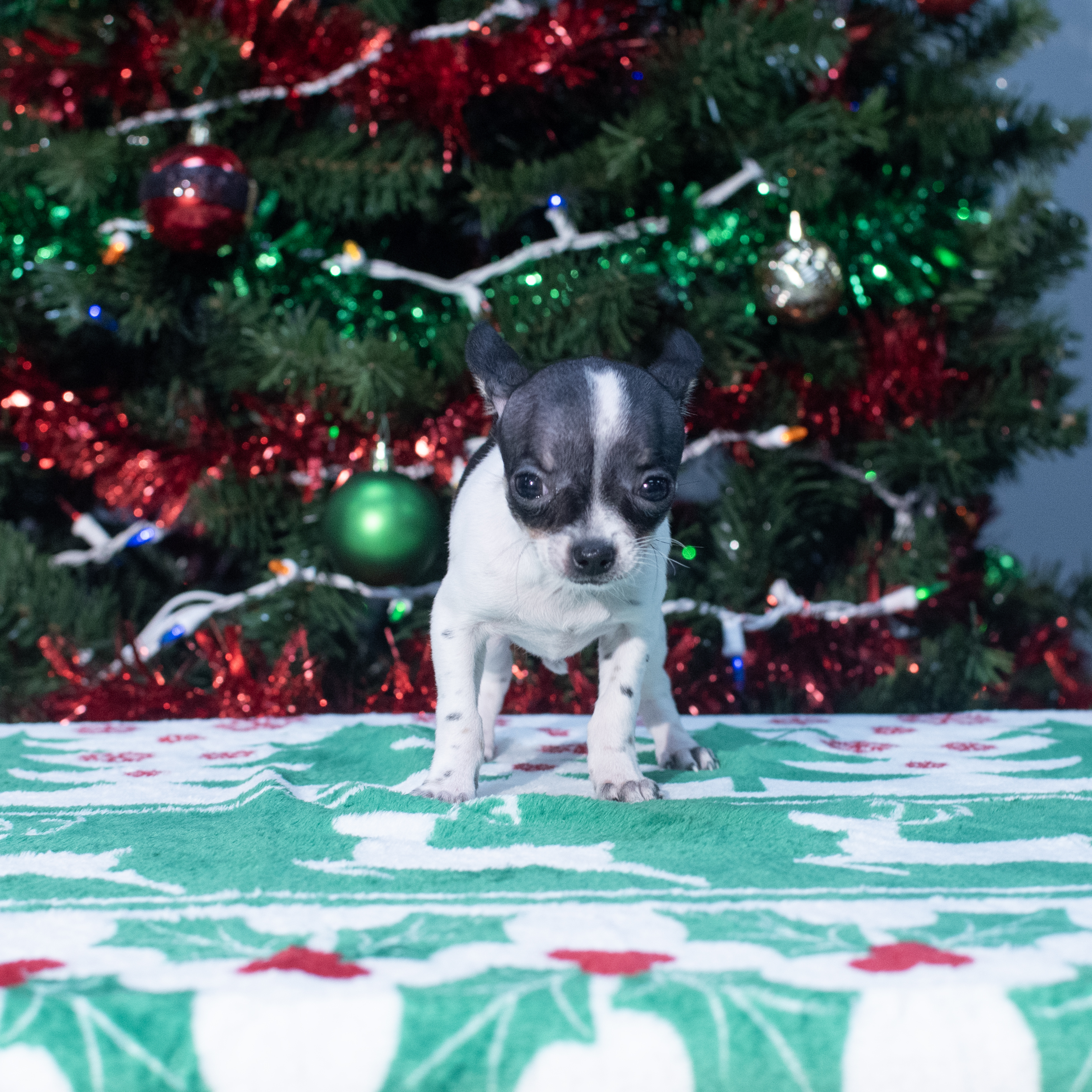 Chihuahua (F) 2160 Image #1