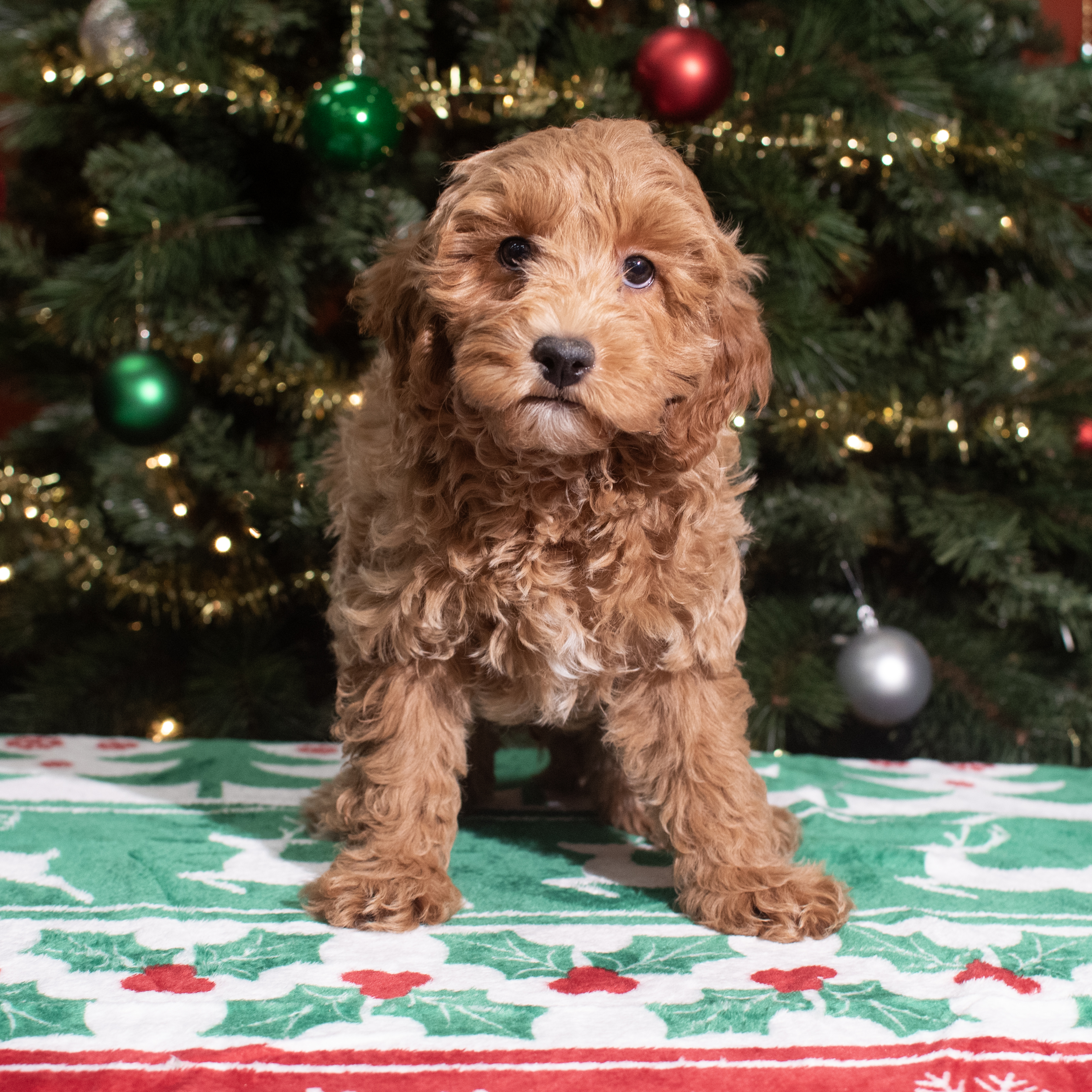 Cavapoo F1B (M) 5587 Image #1