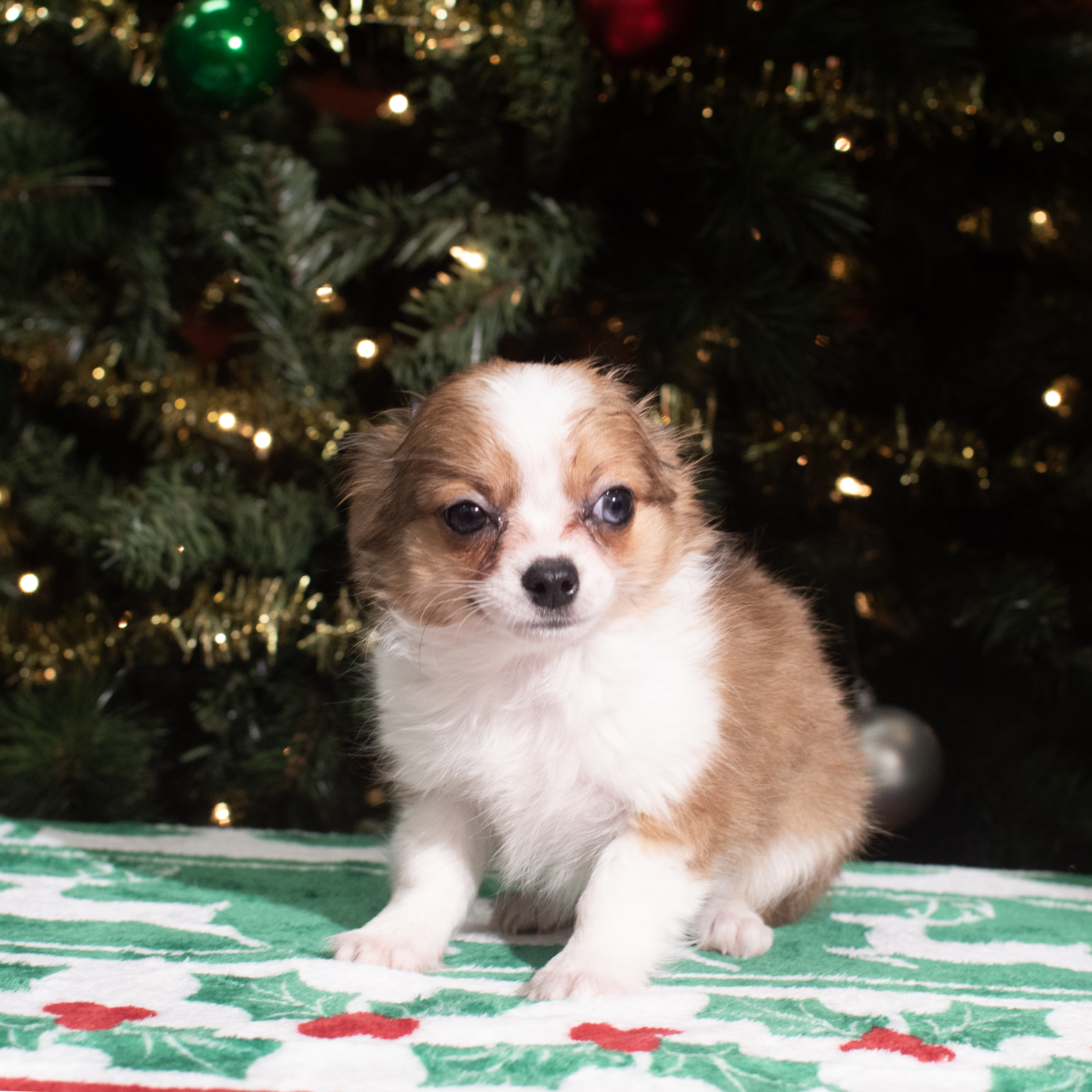 Chihuahua (M) 5594 Image #1