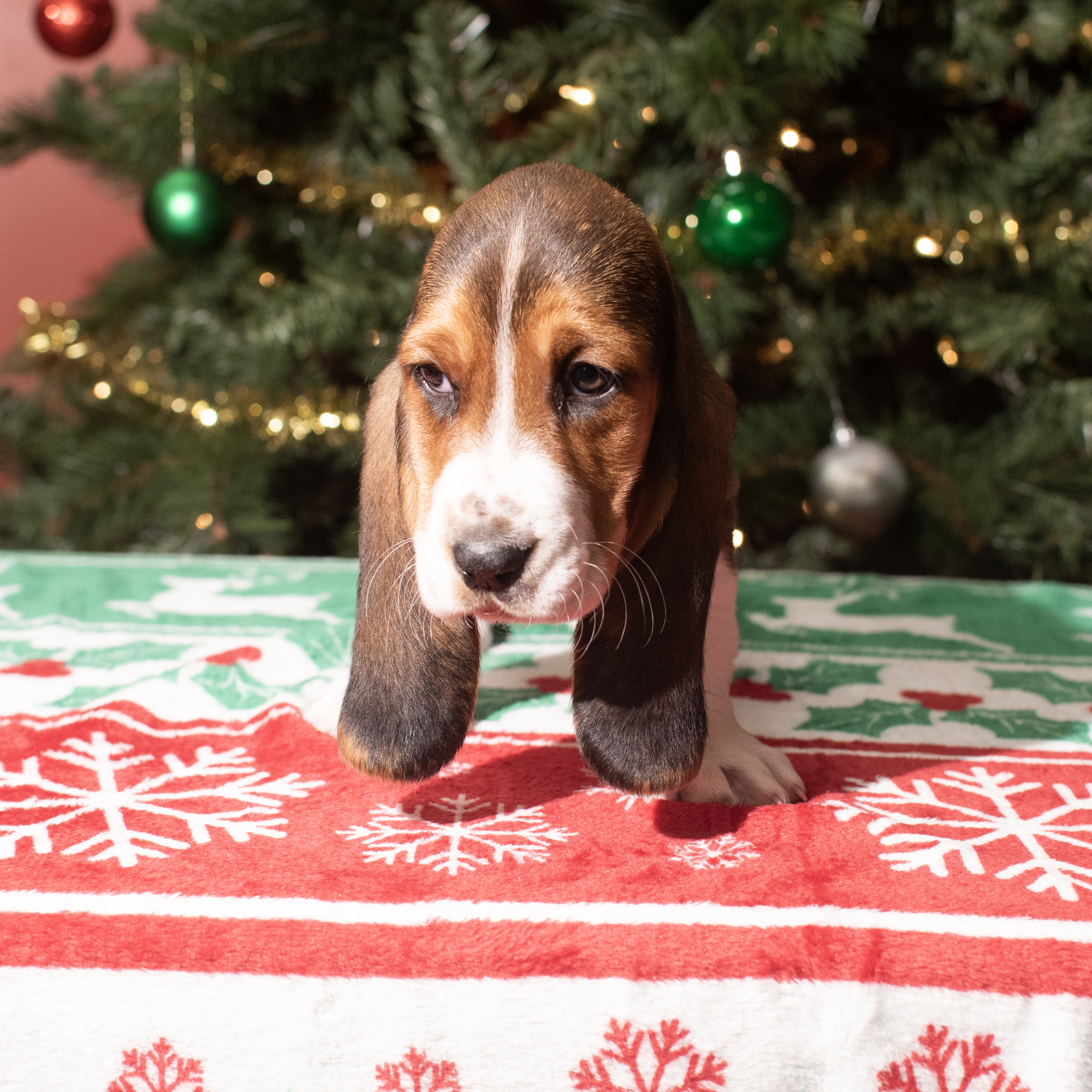 Basset Hound (F) 5615 Image #1