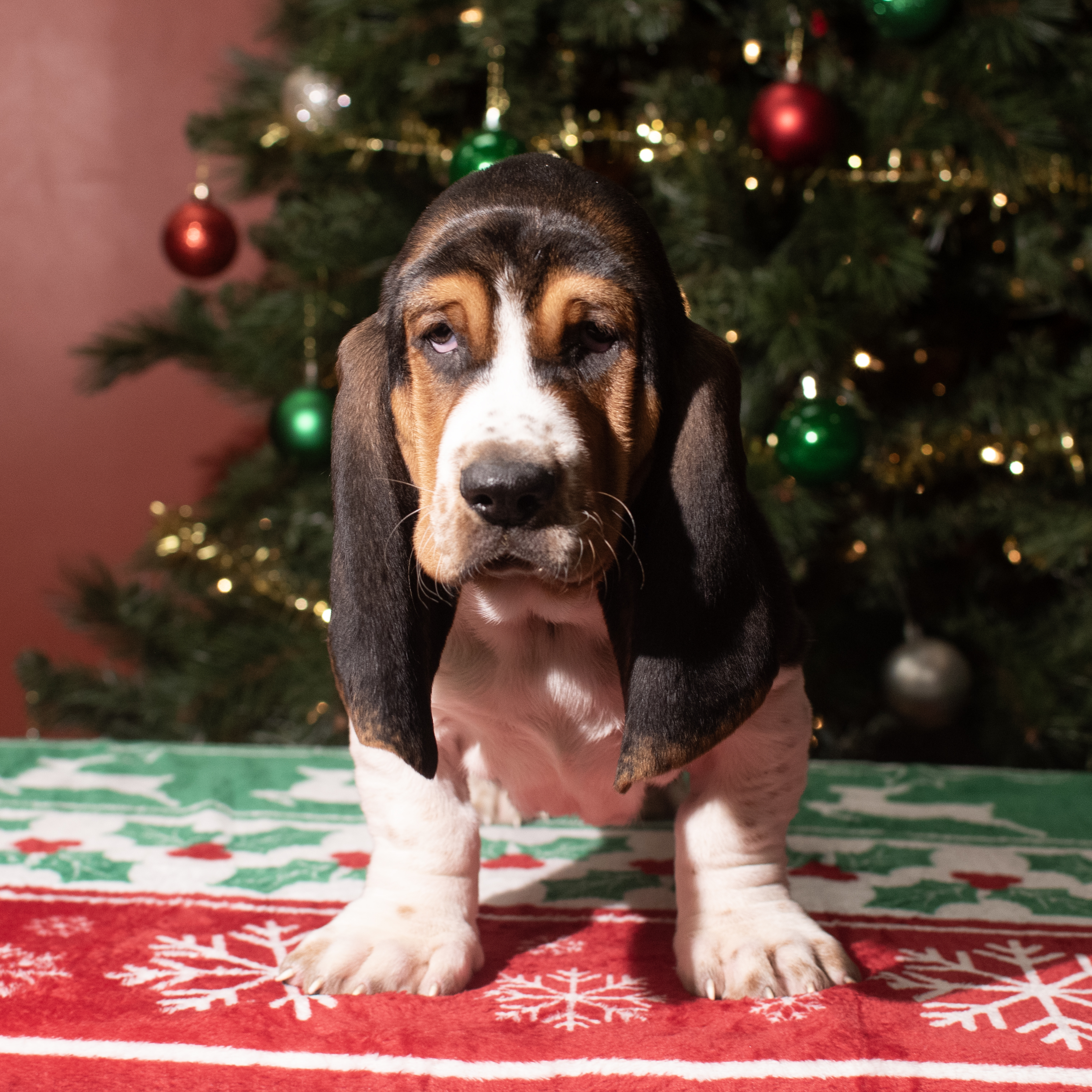 Basset Hound (F) 5610 Image #1