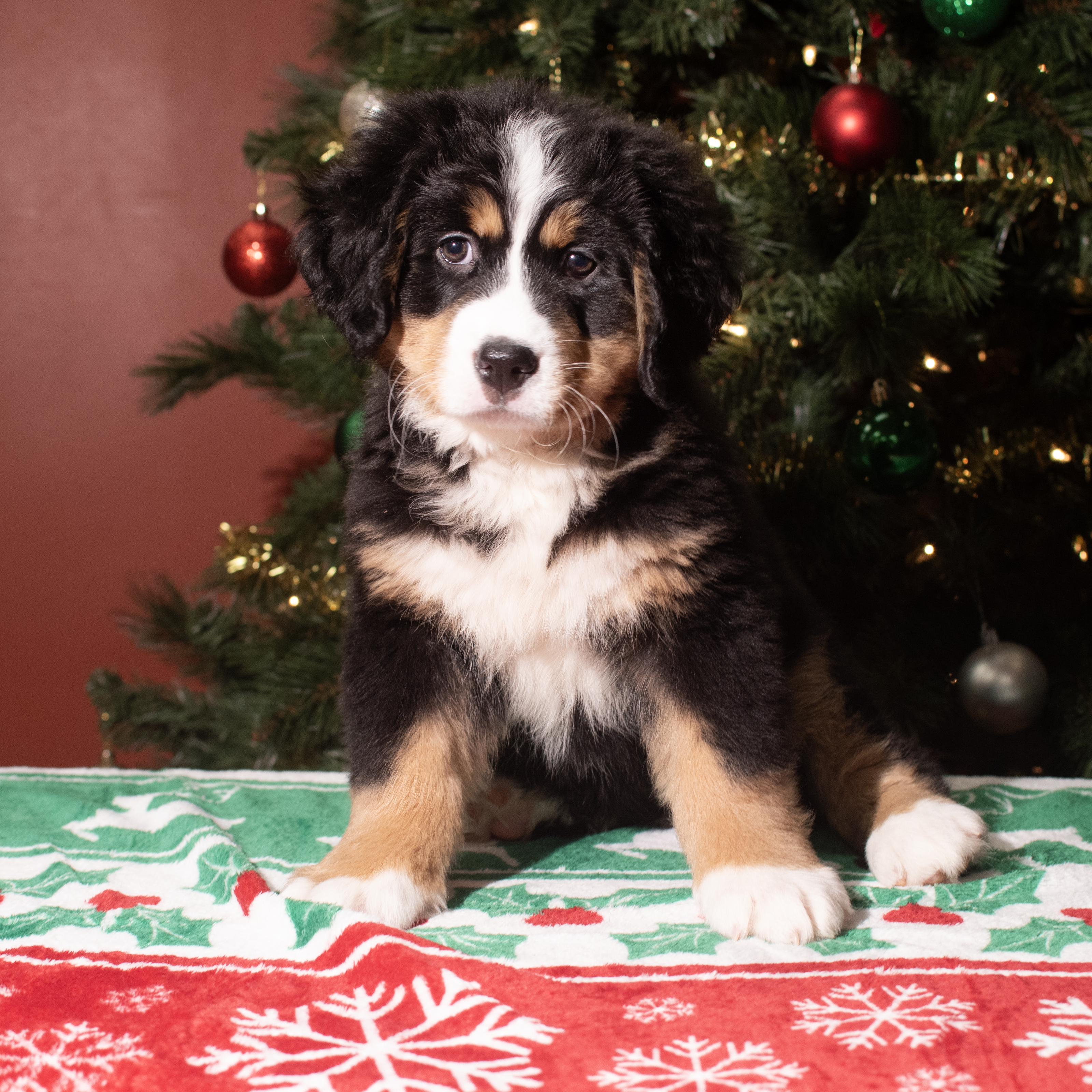 Bernese Mountain Dog (F) 5609 Image #1