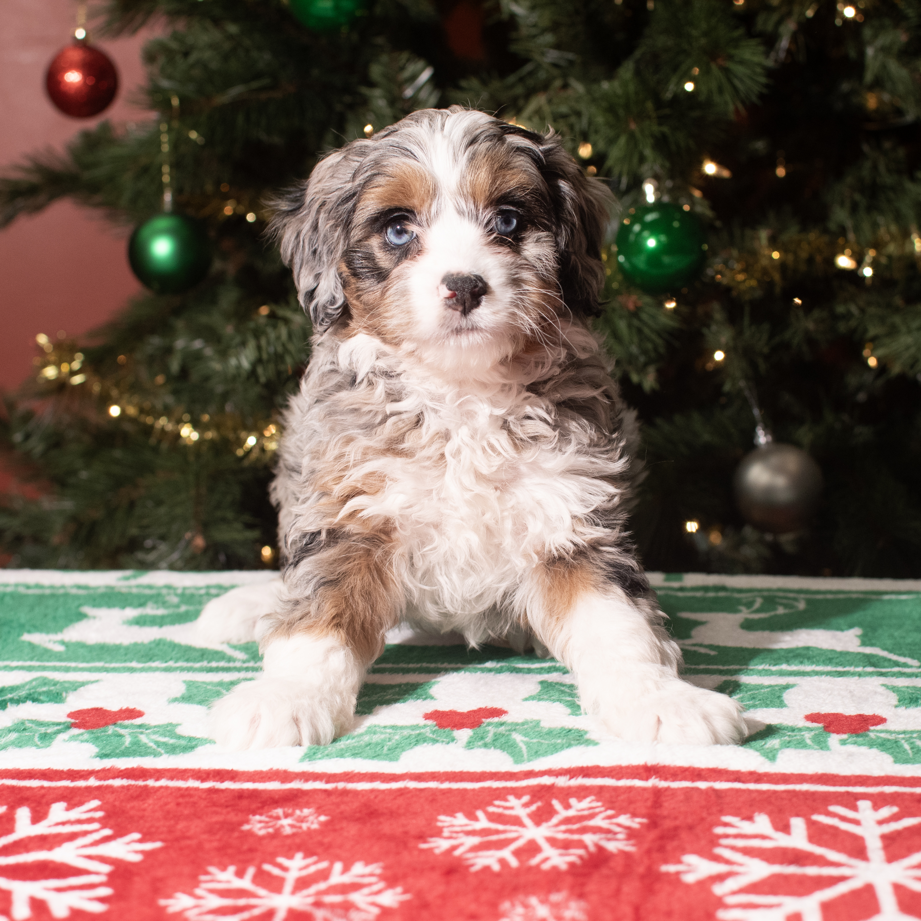 Hybrid (F) 5611 Image #1