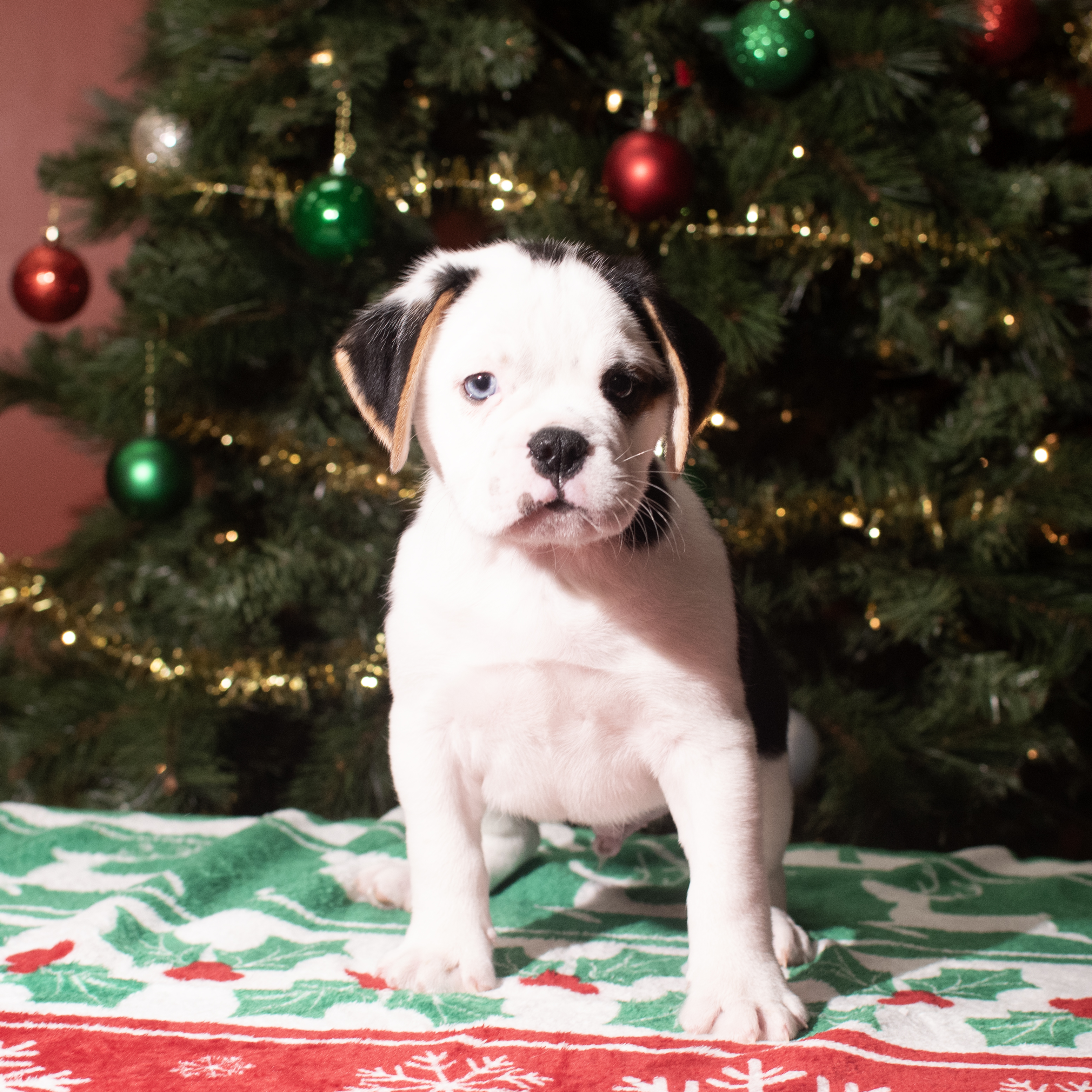 Mini Bullies (M) 5613 Image #1