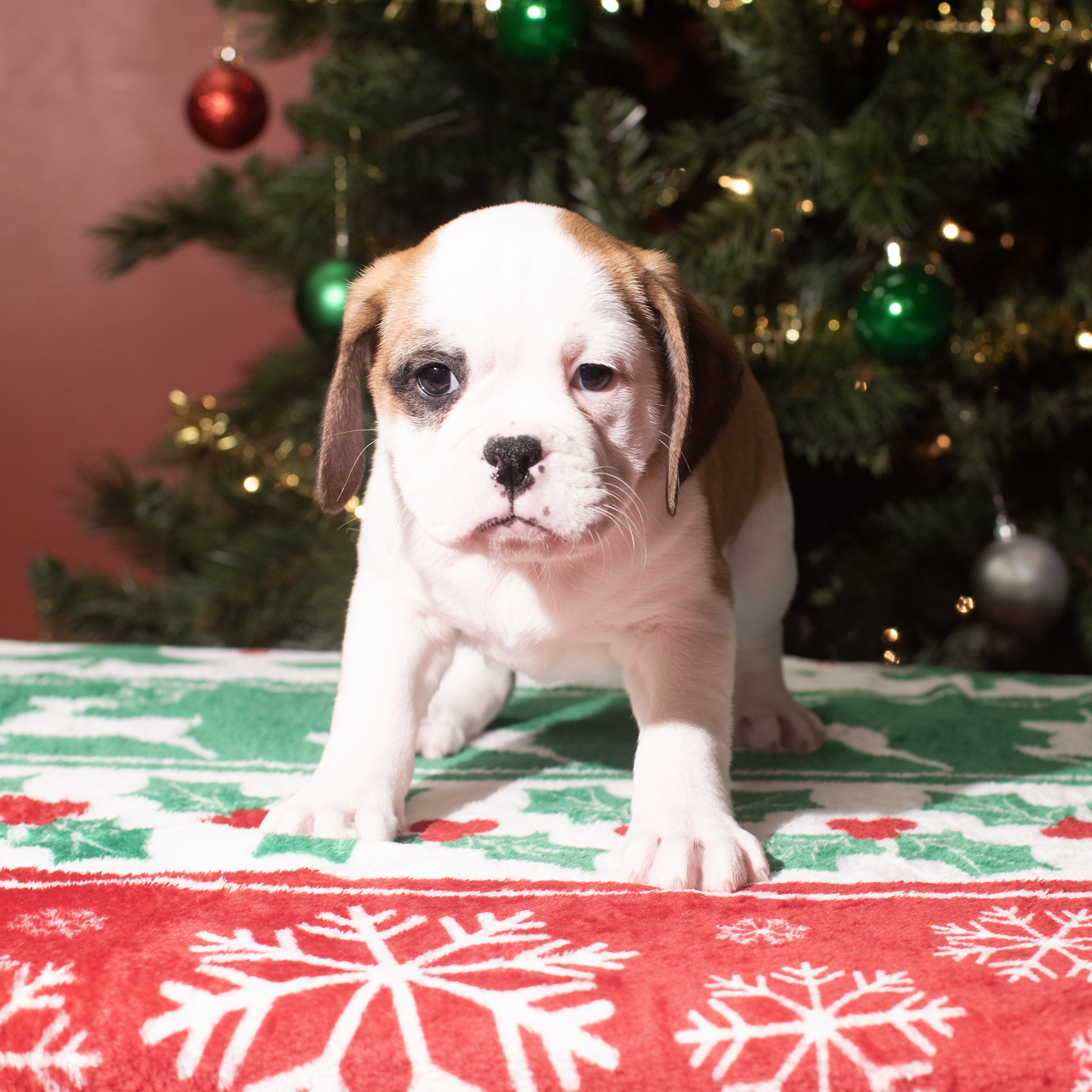 Mini Bullies (M) 5614 Image #1