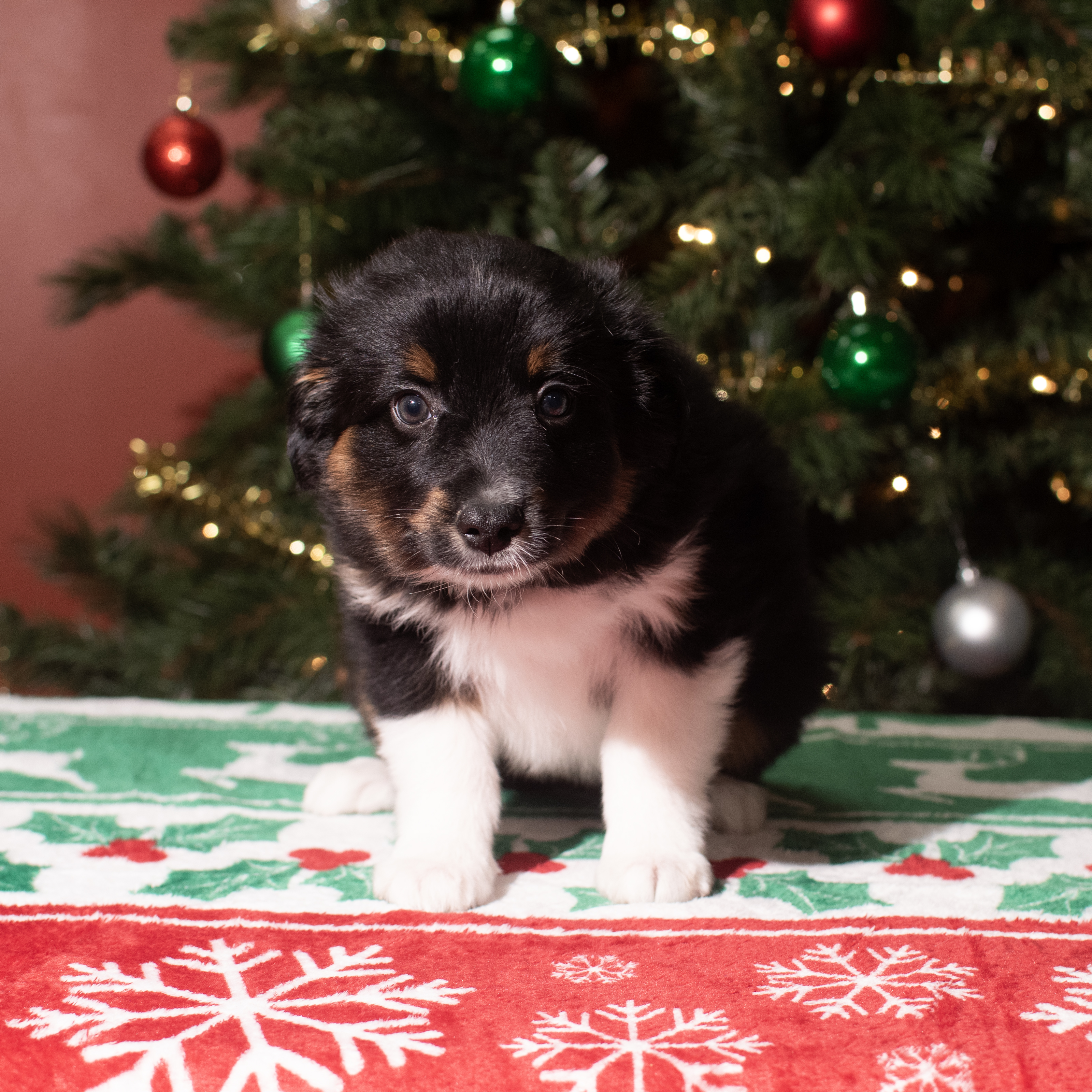 Miniature Australian Shepherd (M-N) 5612 Image #1