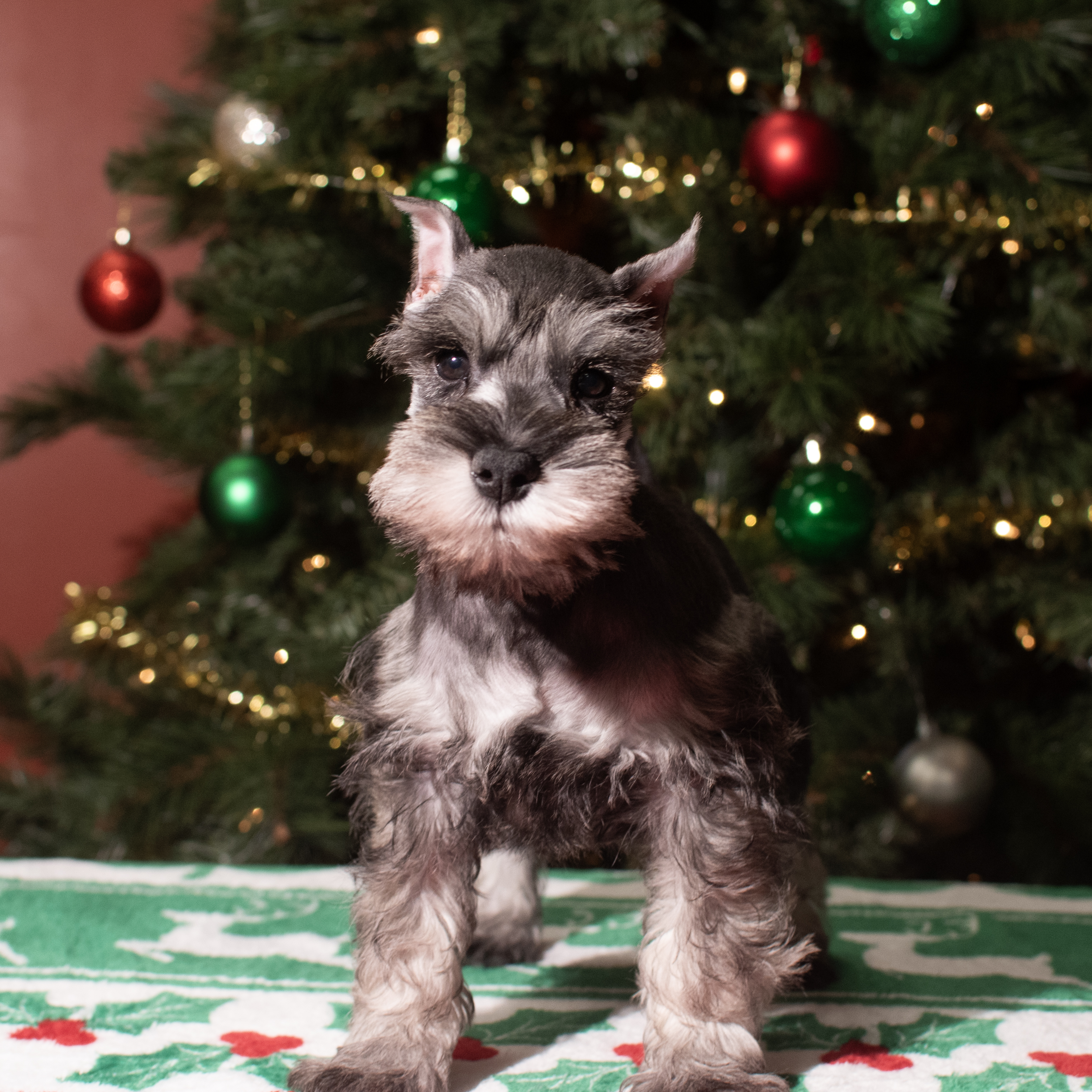 Miniature Schnauzer (M) 5606 Image #1
