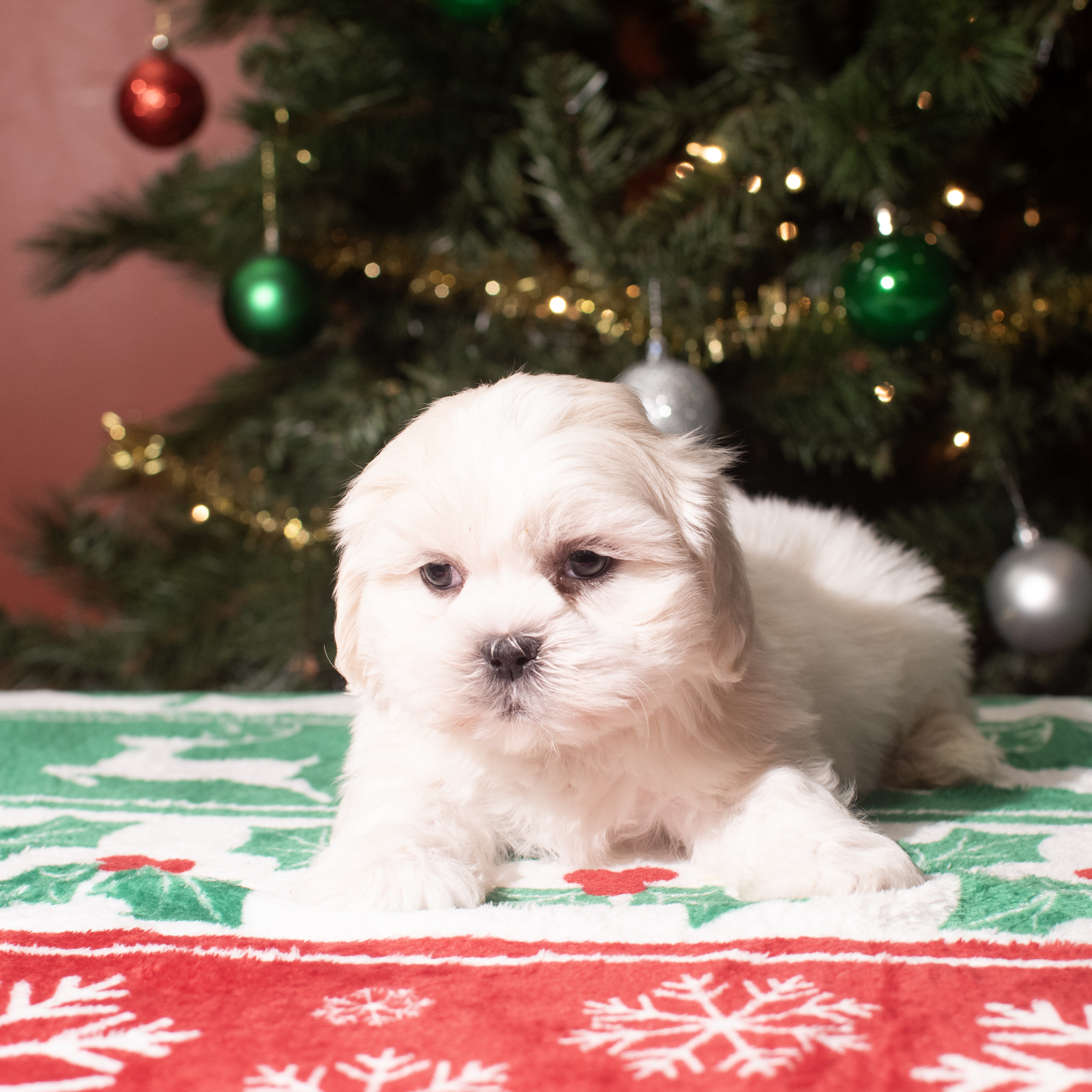 Shih Tzu (M) 5607 Image #1