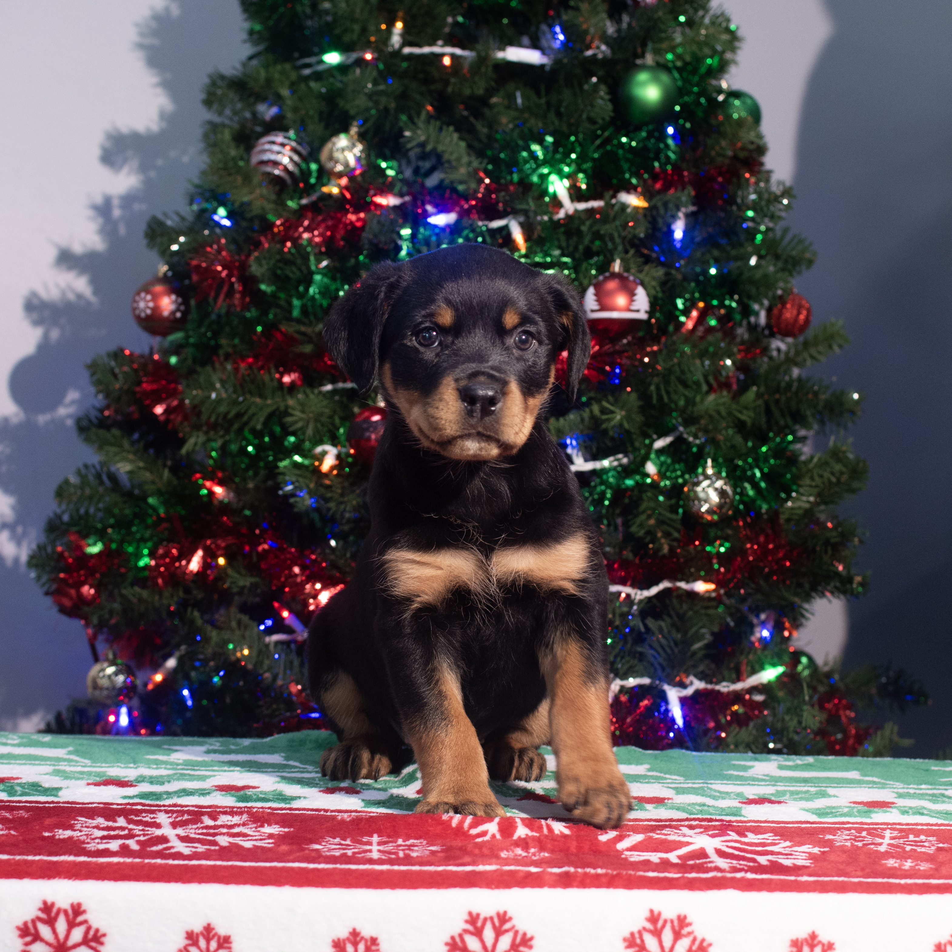 Rottweiler (F) 2166 Image #1