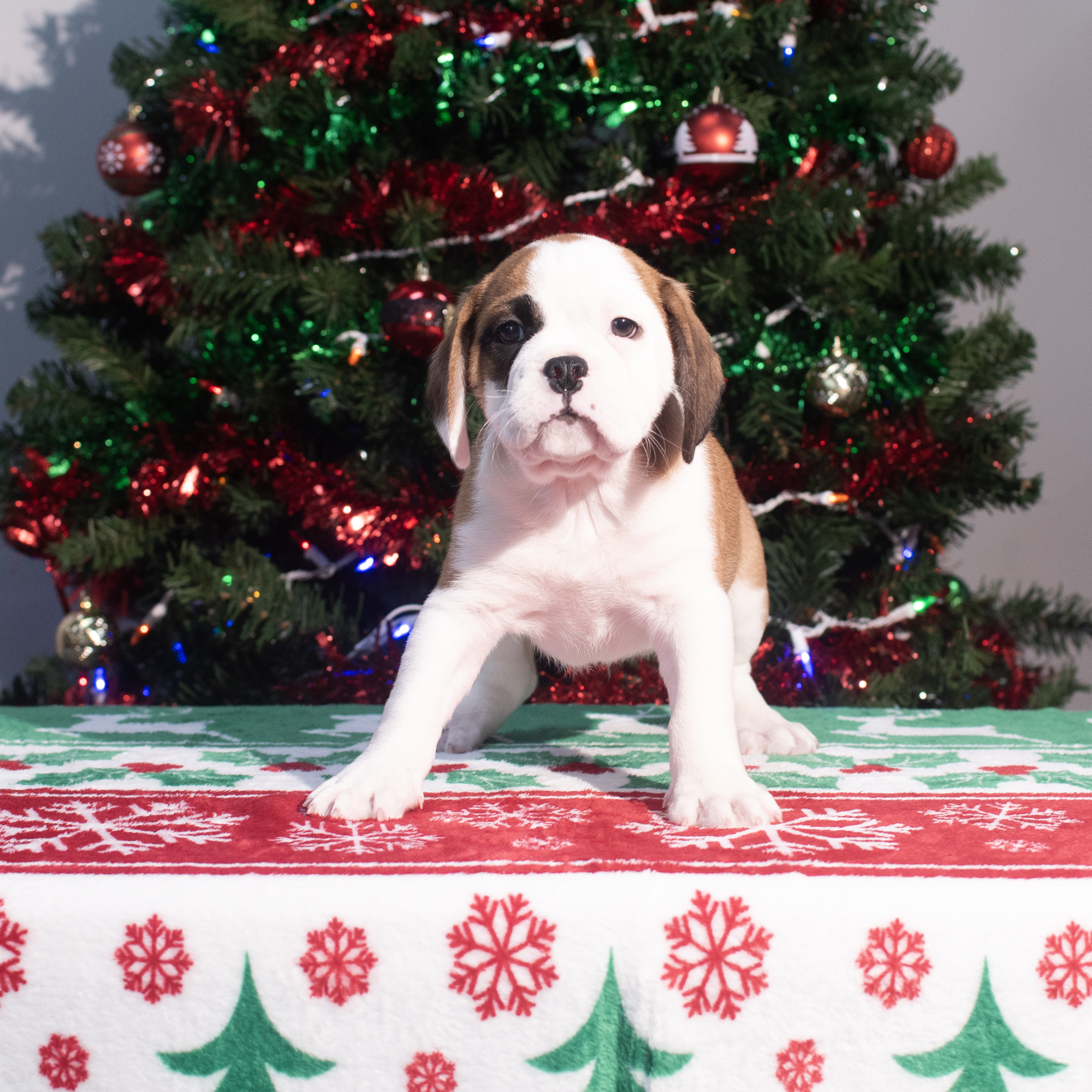 Mini Bullies (M) 2167 Image #1