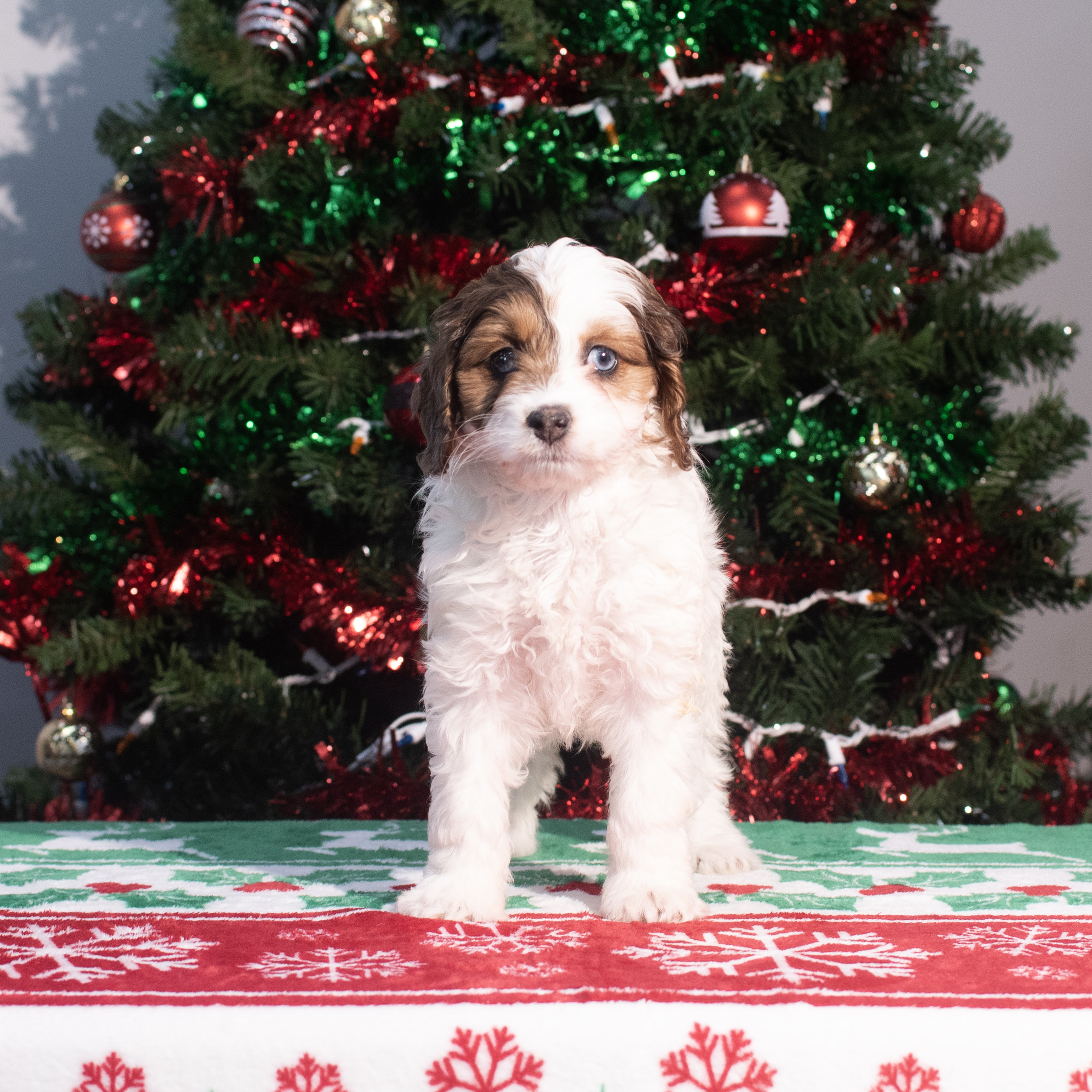 Hybrid (F) 2164 Image #1