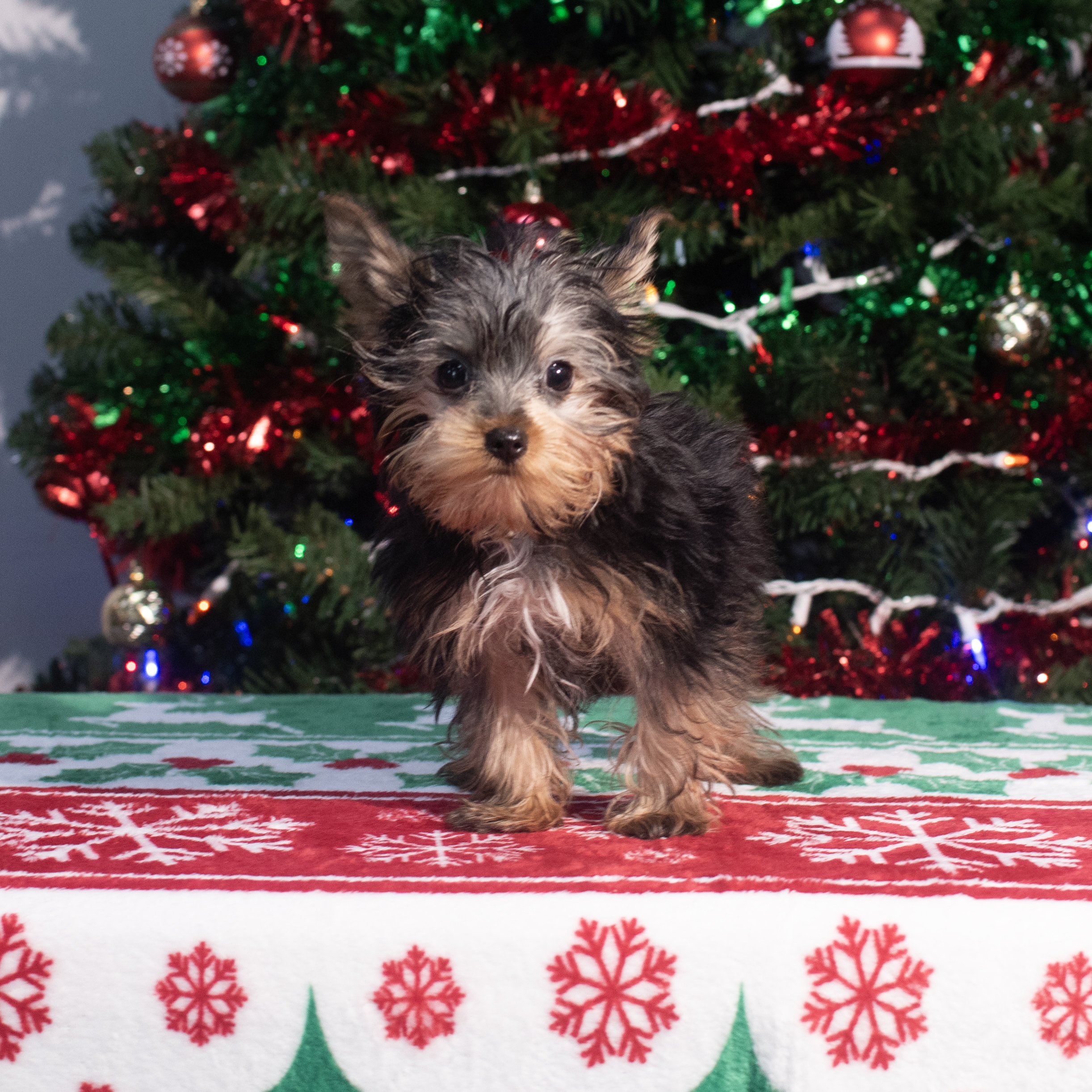 Yorkshire Terrier (F) 2165 Image #1