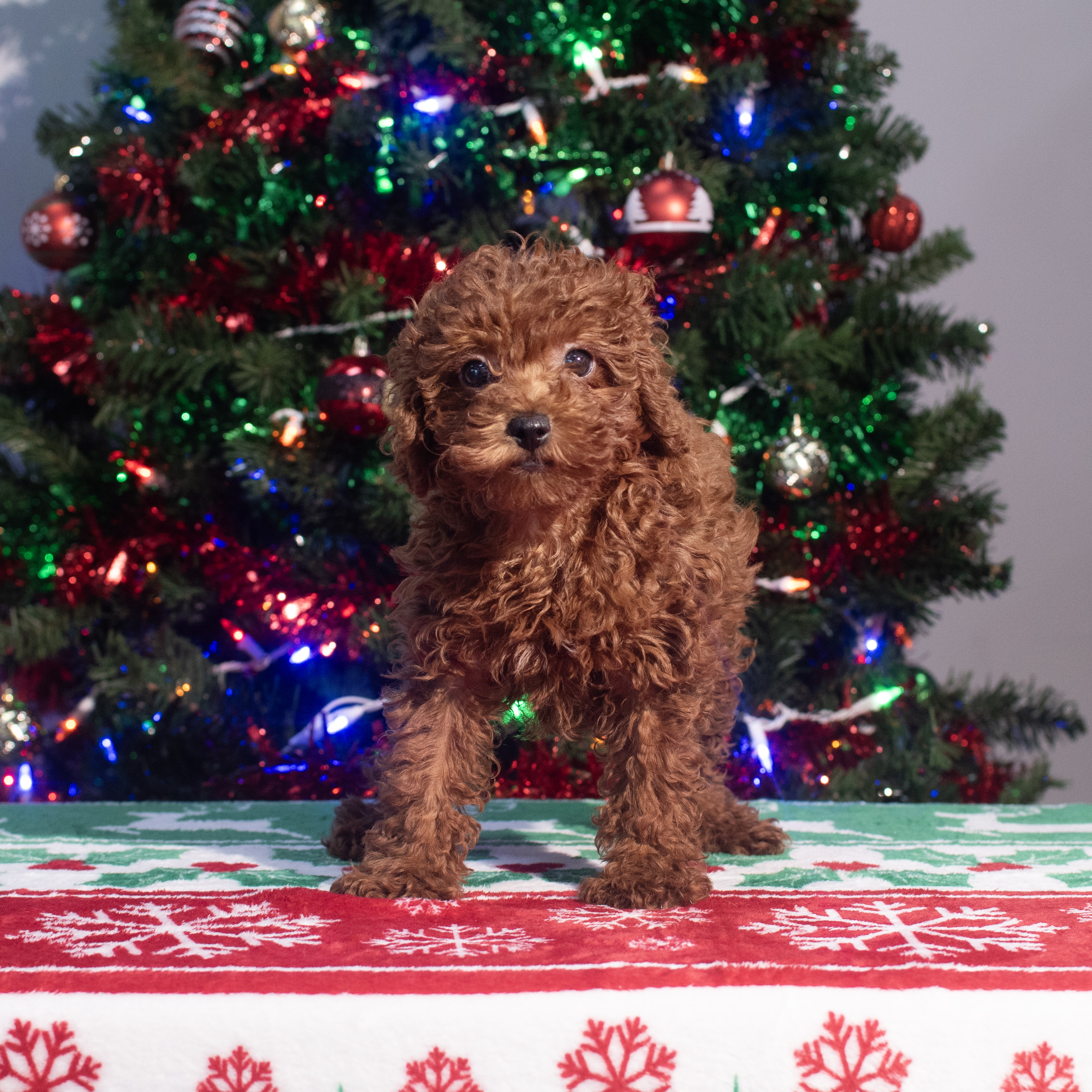 Poodle (F) 2171 Image #1