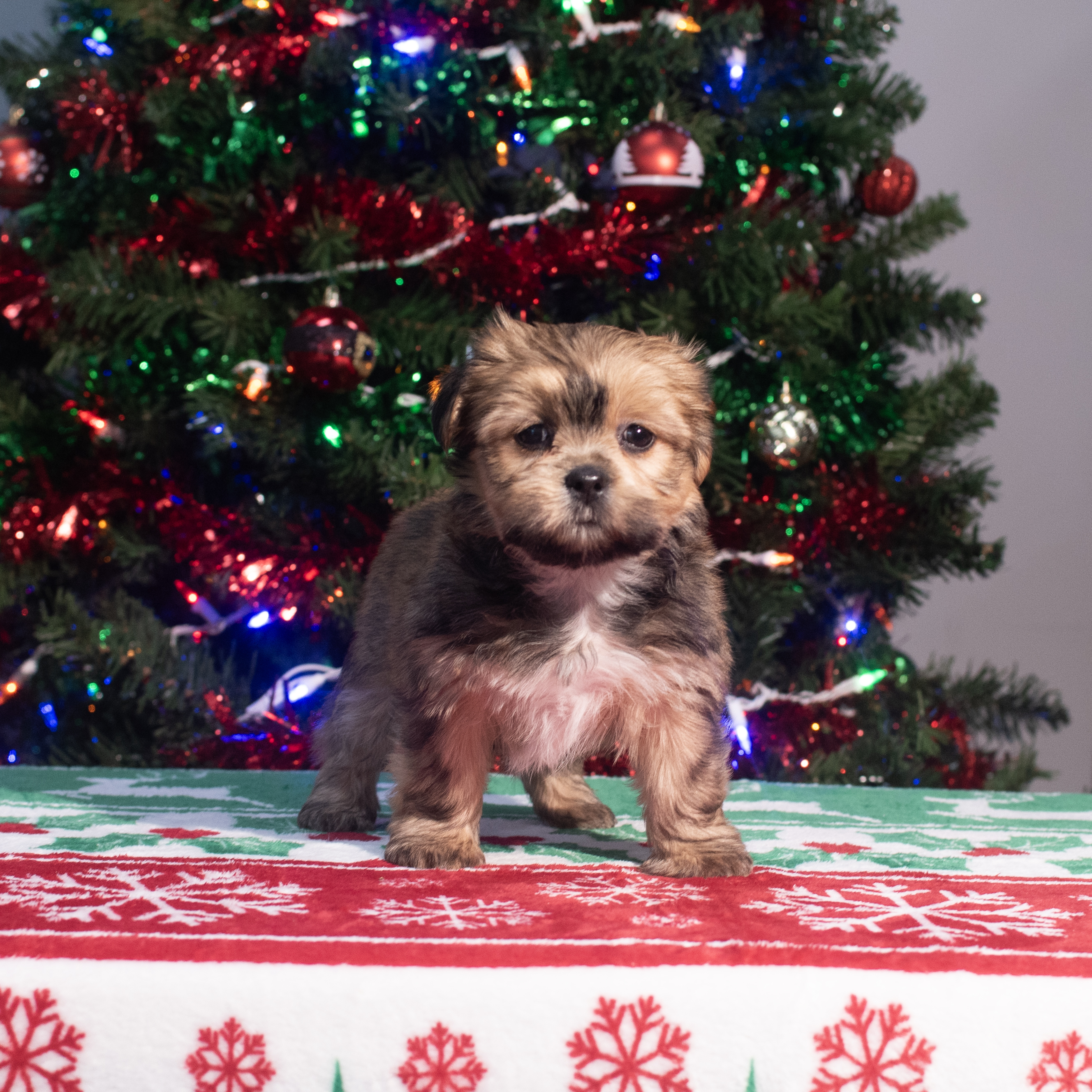 Shorkie (F) 2172 Image #1