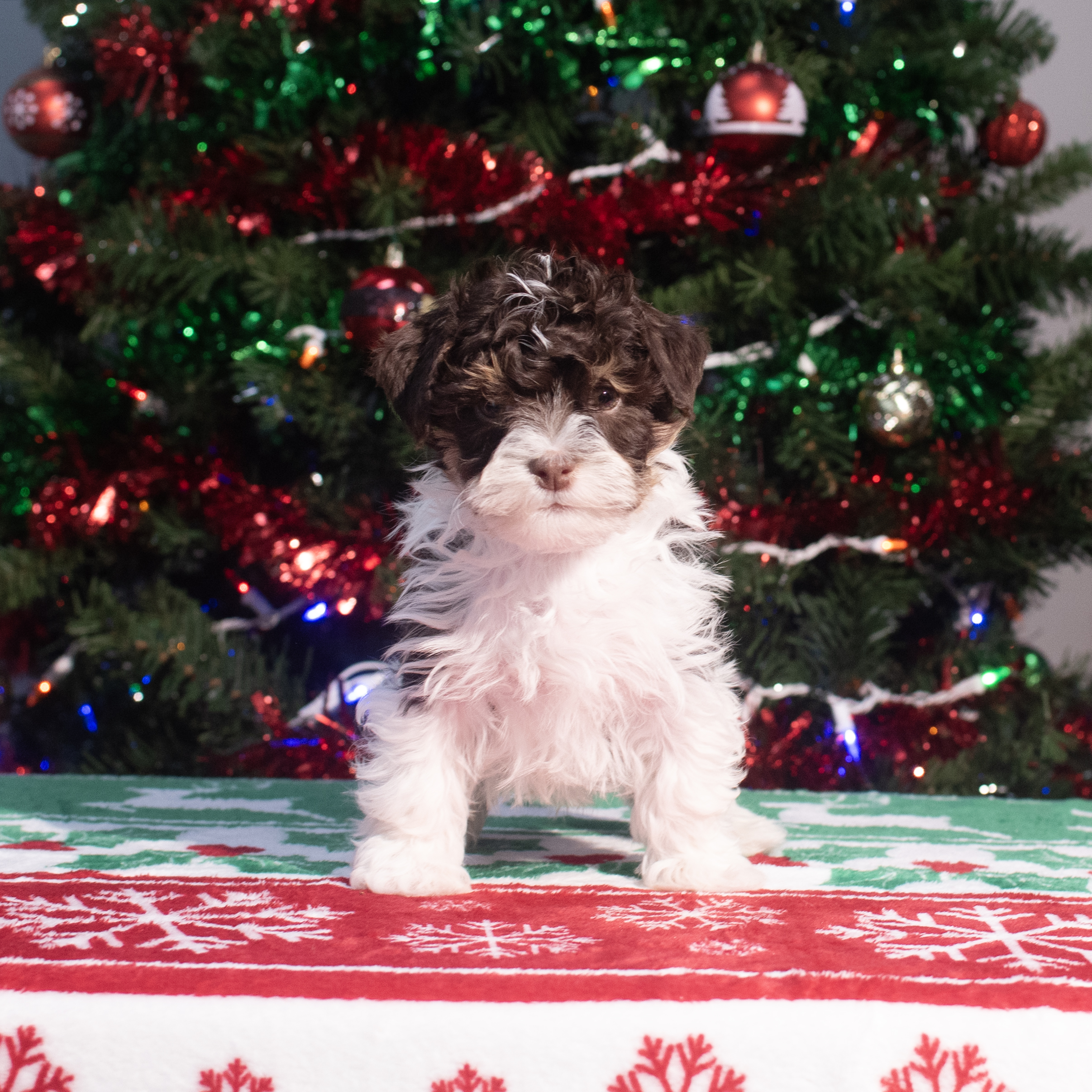 Havanese (M) 2173 Image #1