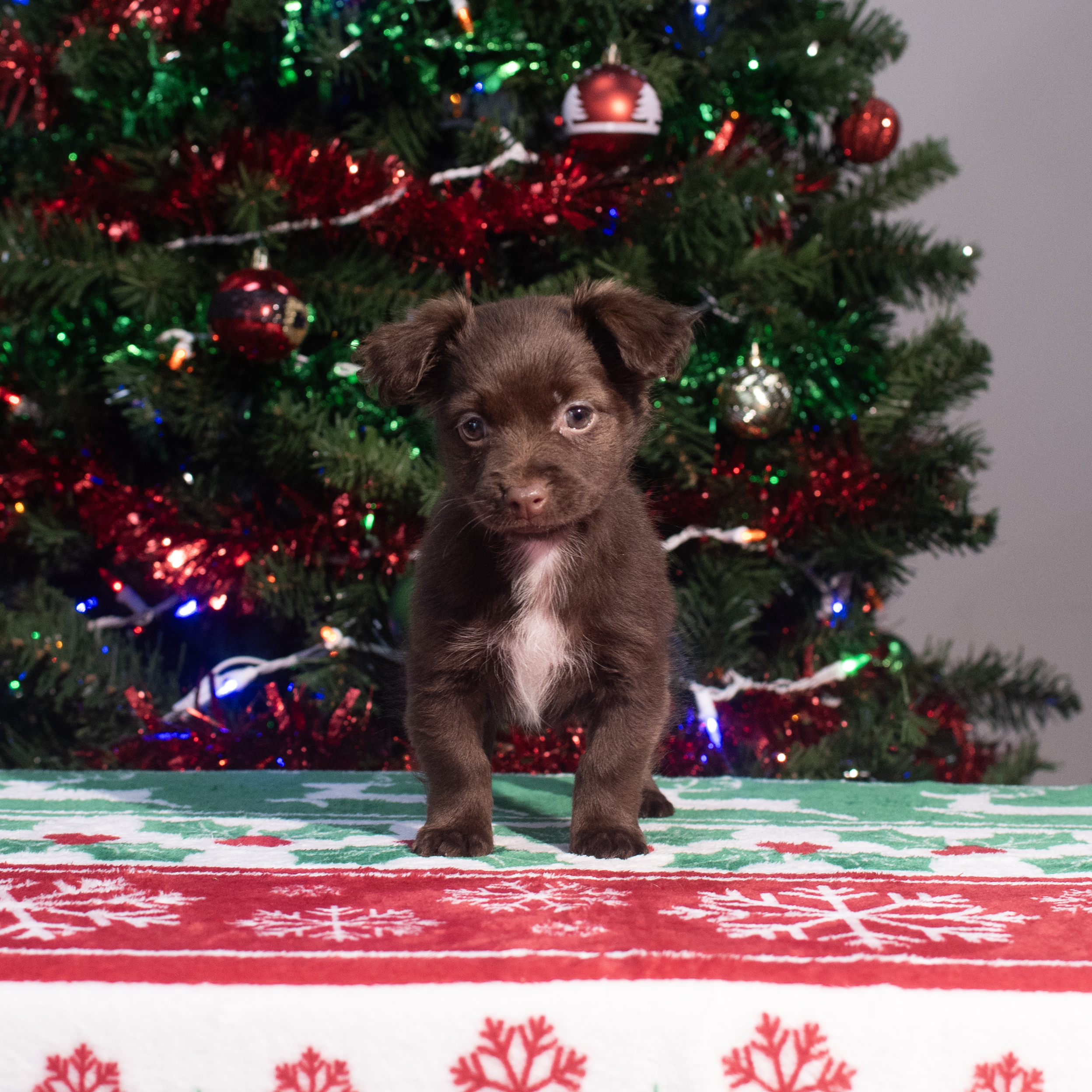 Pomeranian/Havanese (F) 2174 Image #1