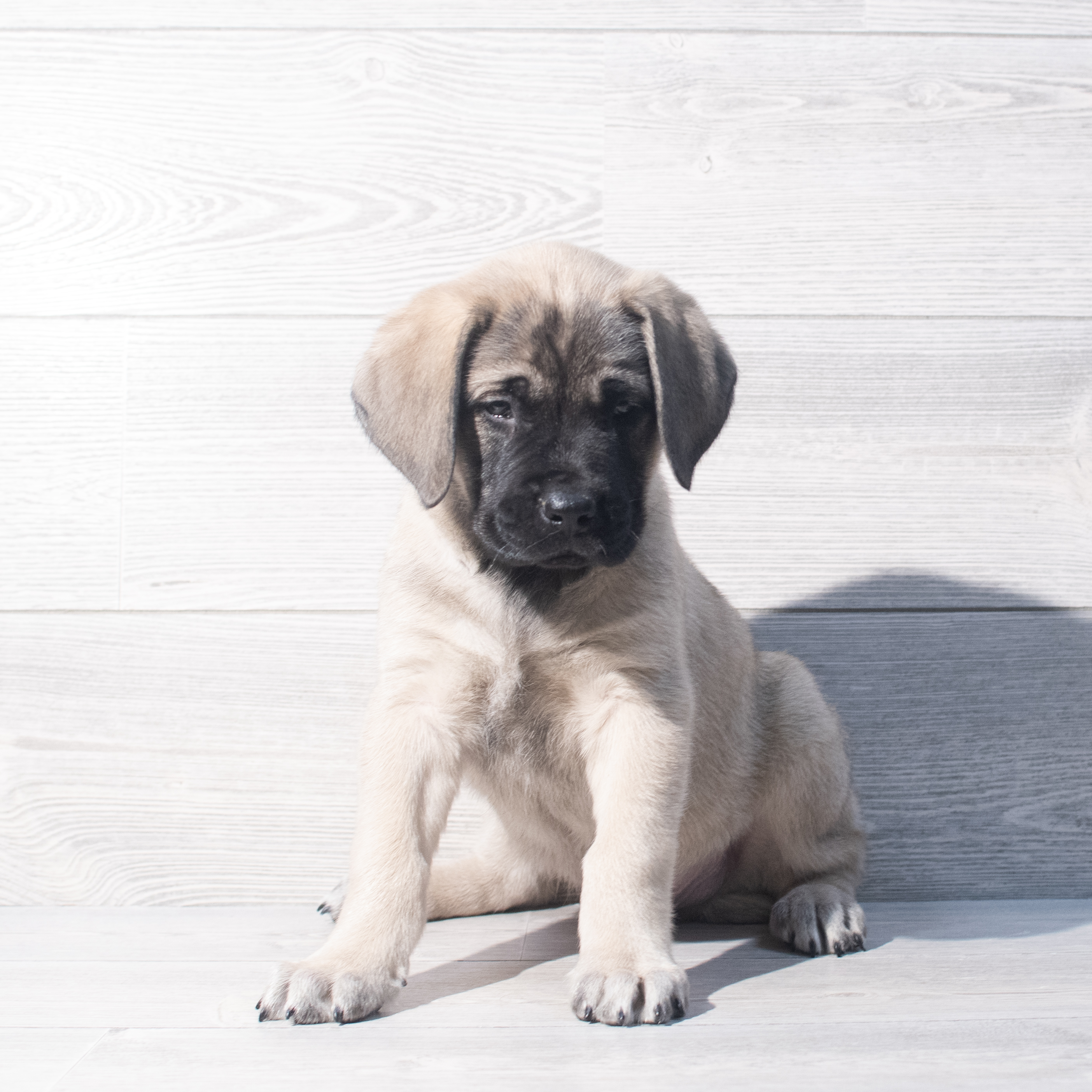 Mastiff (M) 2175 Image #1