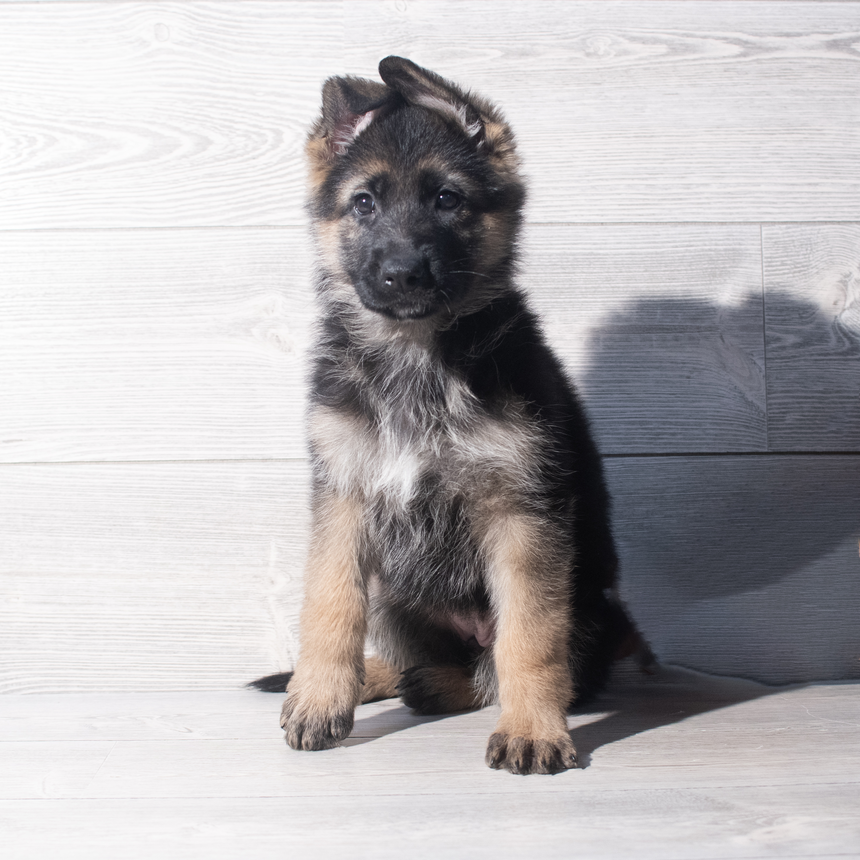 German Shepherd Dog (F) 2181 Image #1