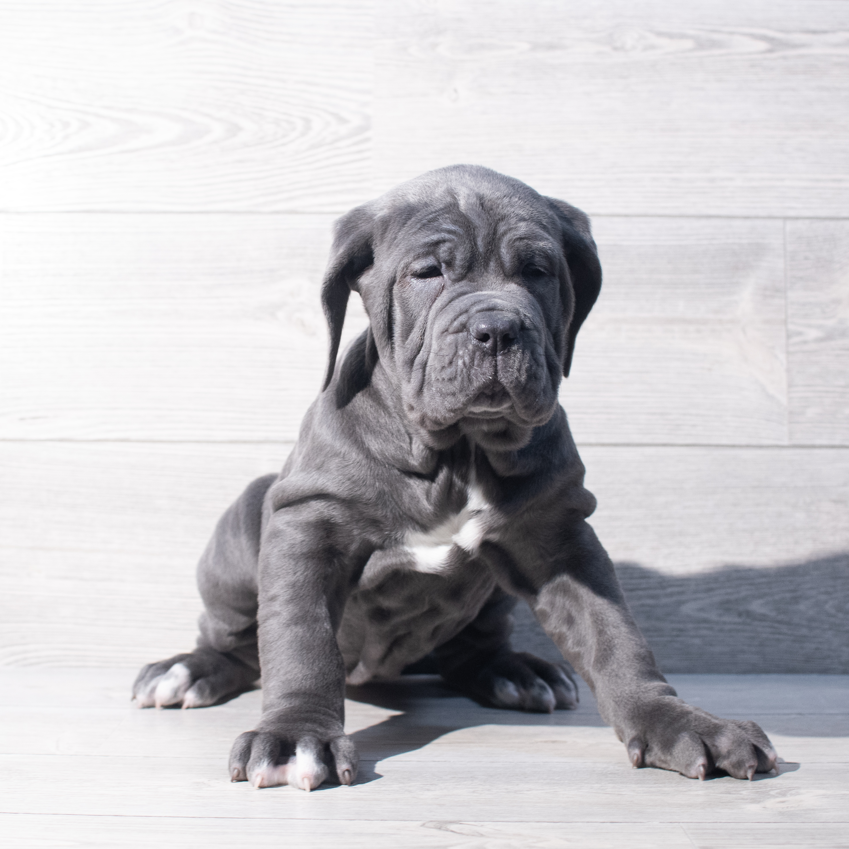 Neapolitan Mastiff (F) 2182 Image #1