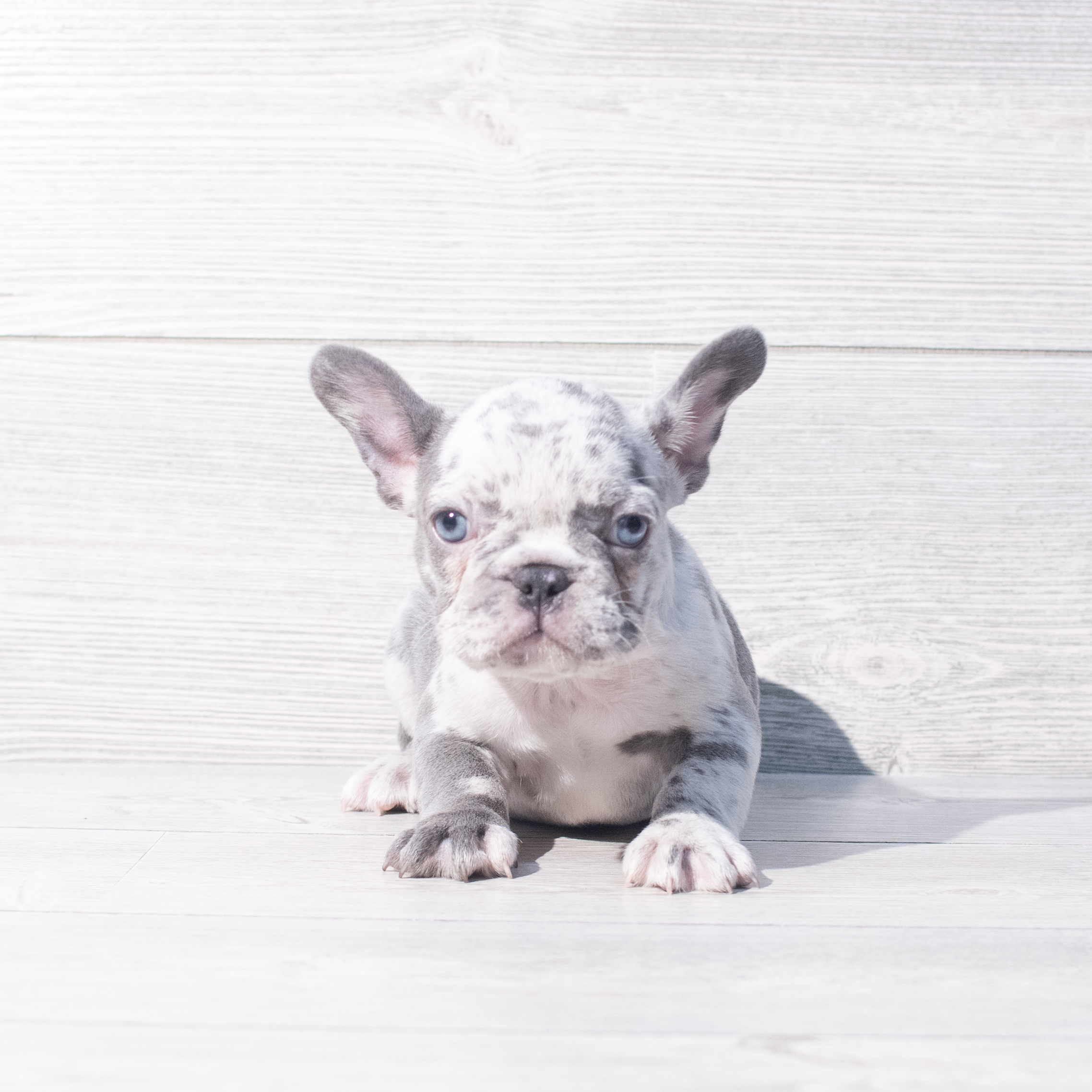 French Bulldog (F) 2184 Image #1