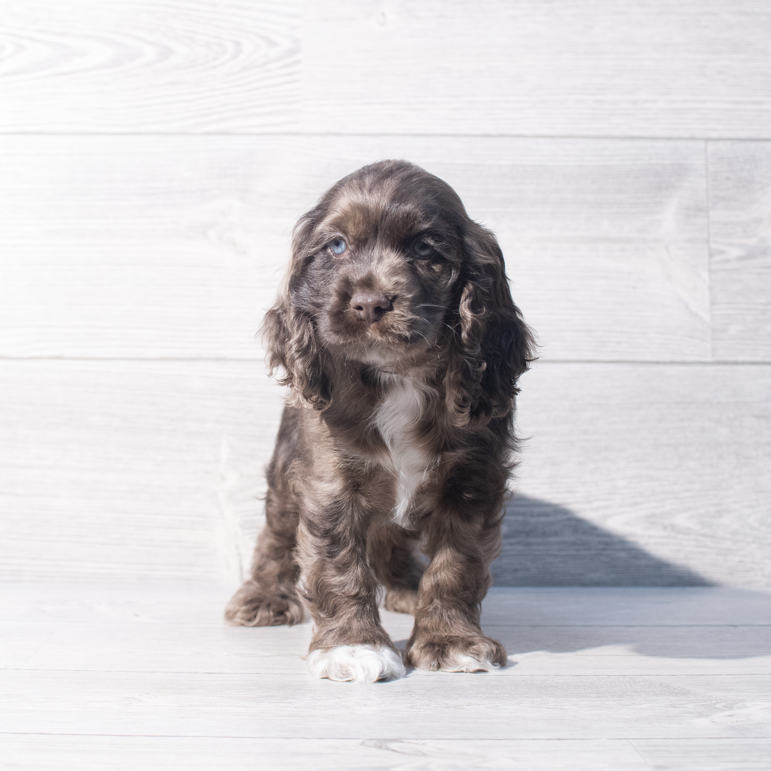Cocker Spaniel (F) 2186 Image #1