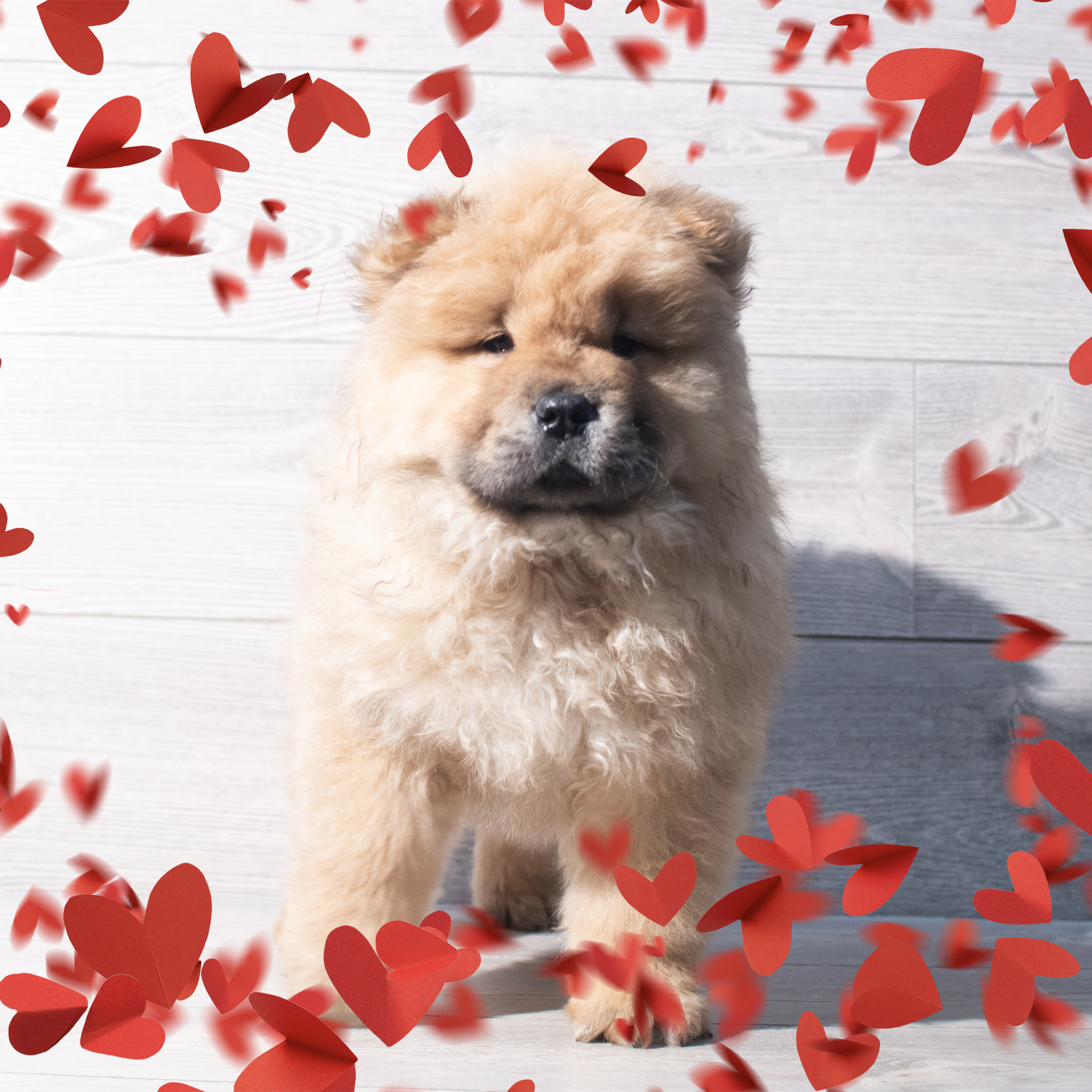 Chow Chow (M) 2180 Image #1