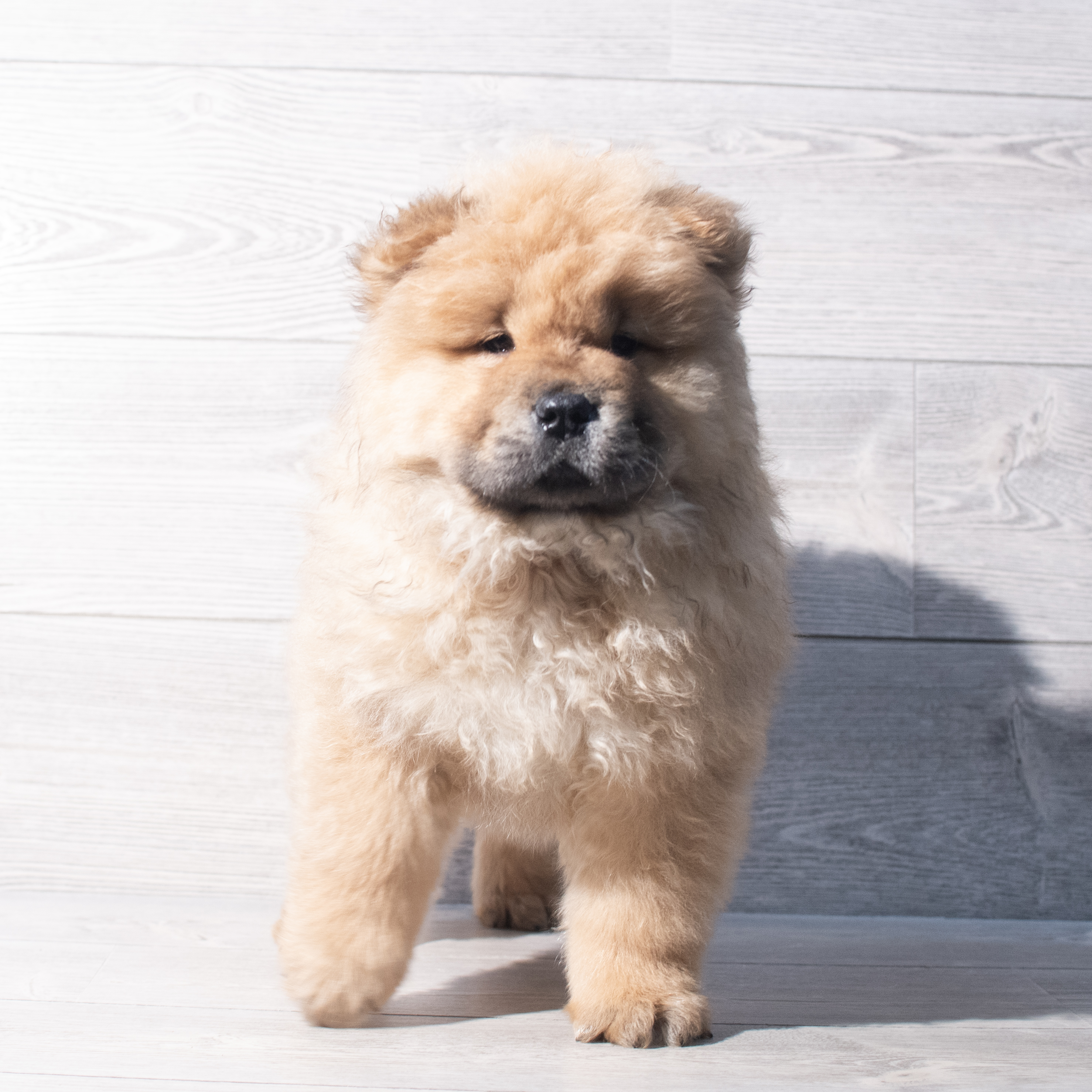 Chow Chow (M) 2180 Image #1