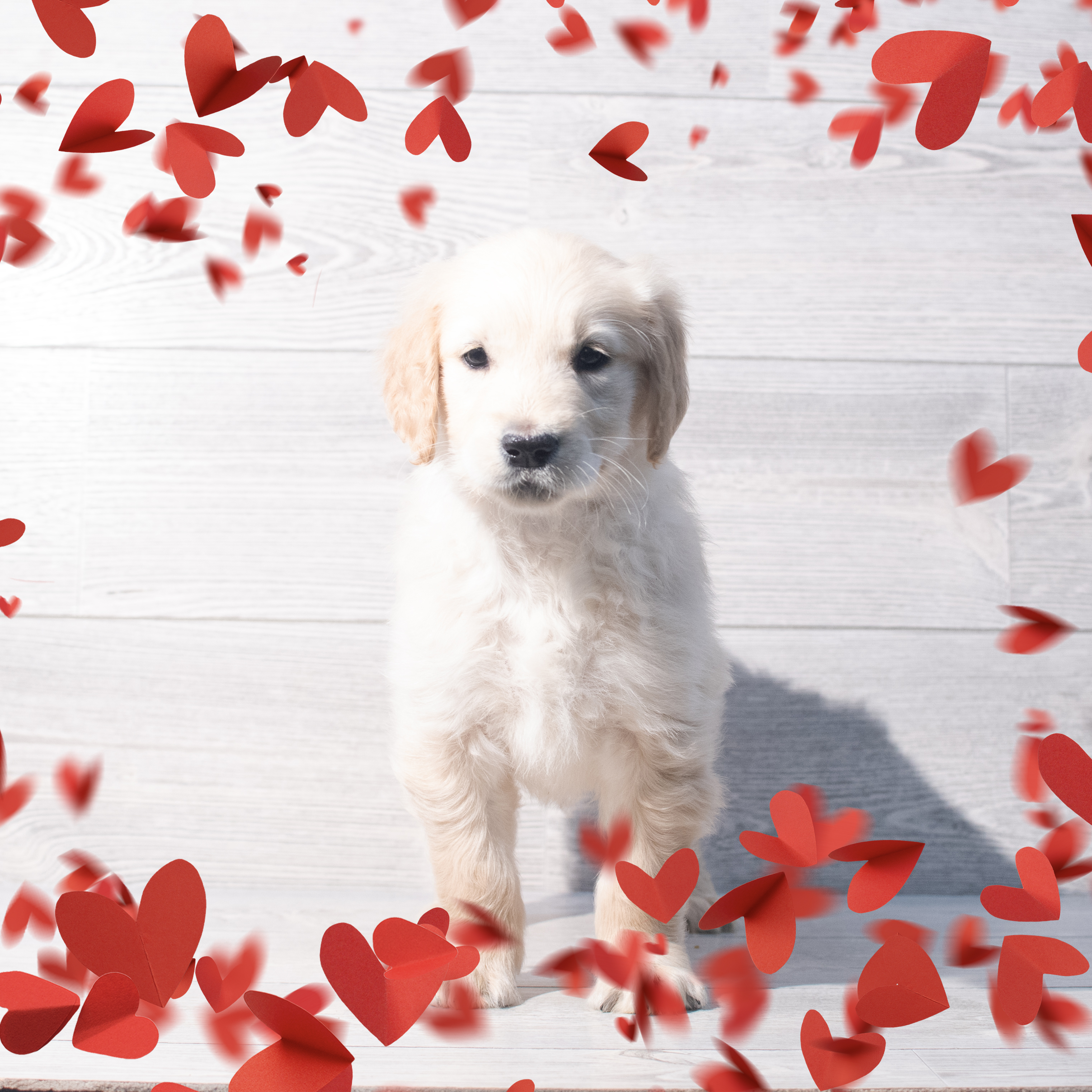 Golden Retriever (F) 2176 Image #1