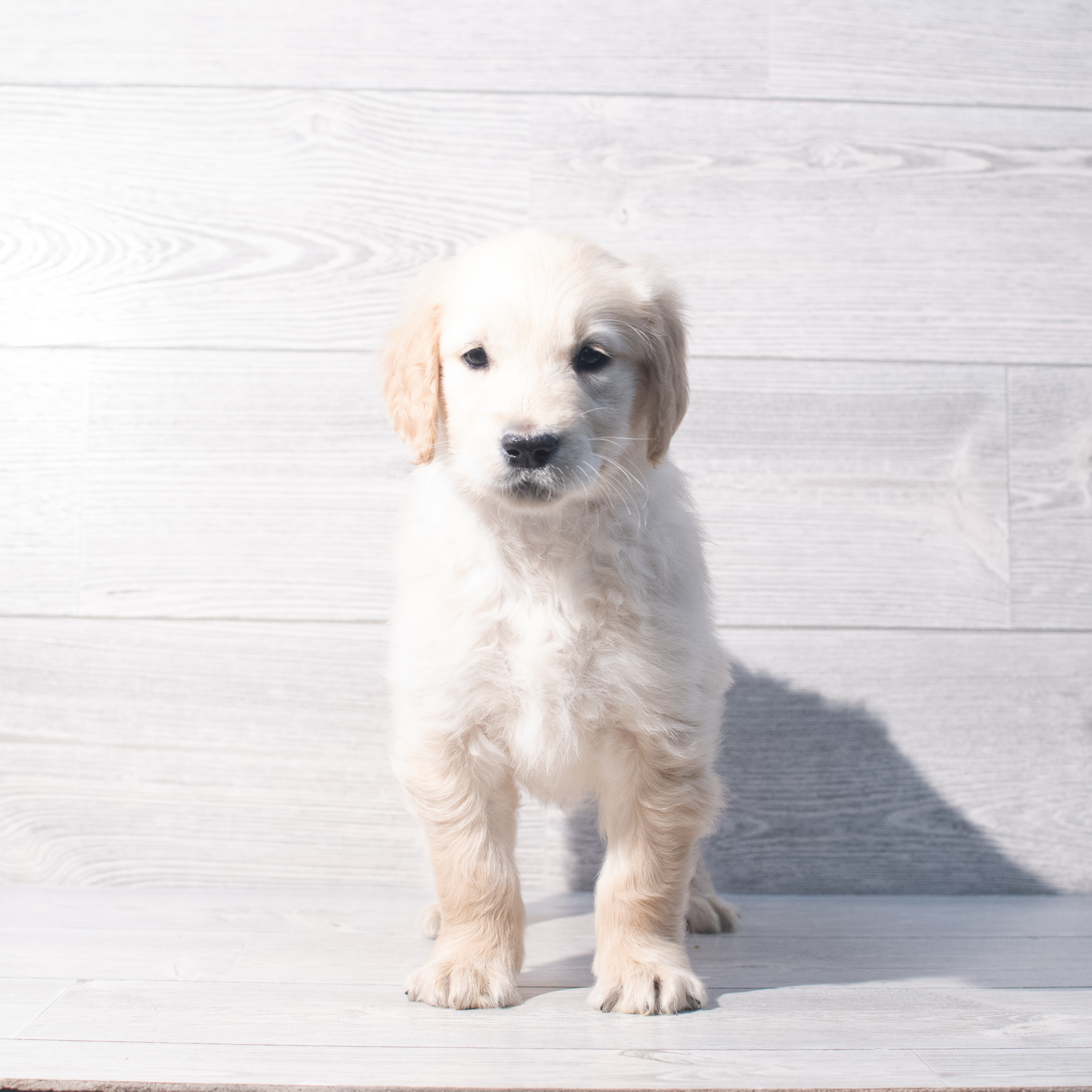 Golden Retriever (F) 2176 Image #1