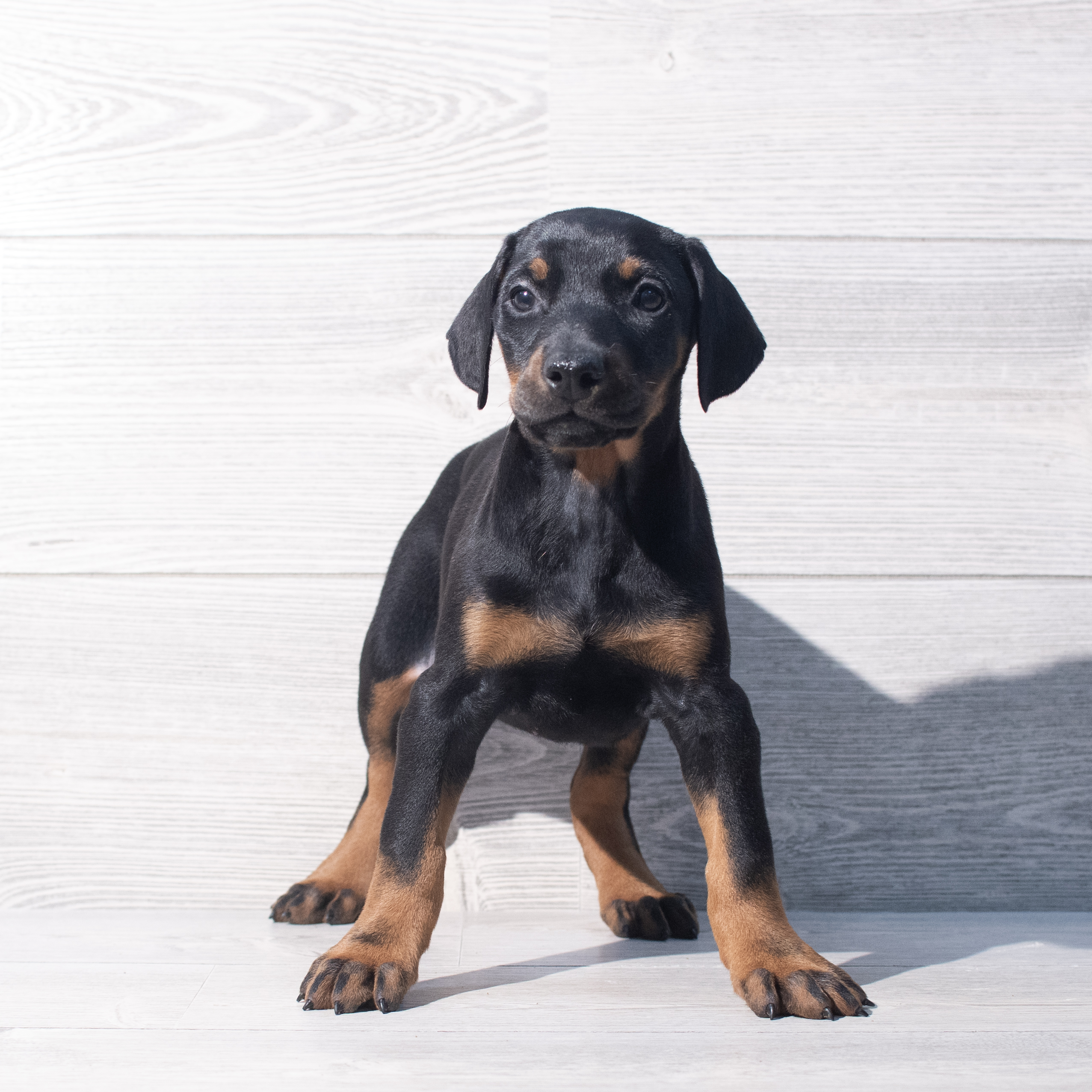Doberman Pinscher (F) 2177 Image #1