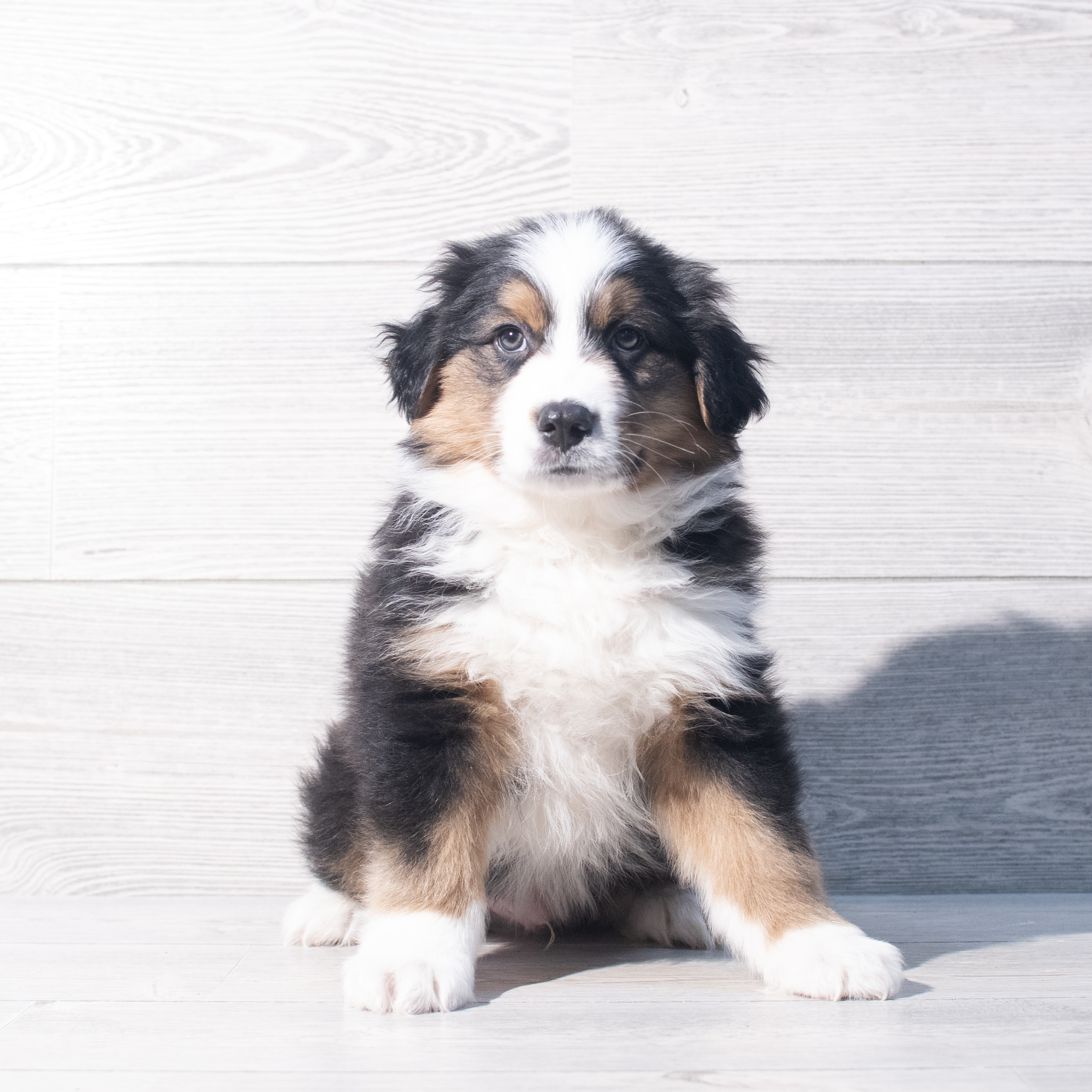 Miniature Australian Shepherd (M) 2188 Image #1