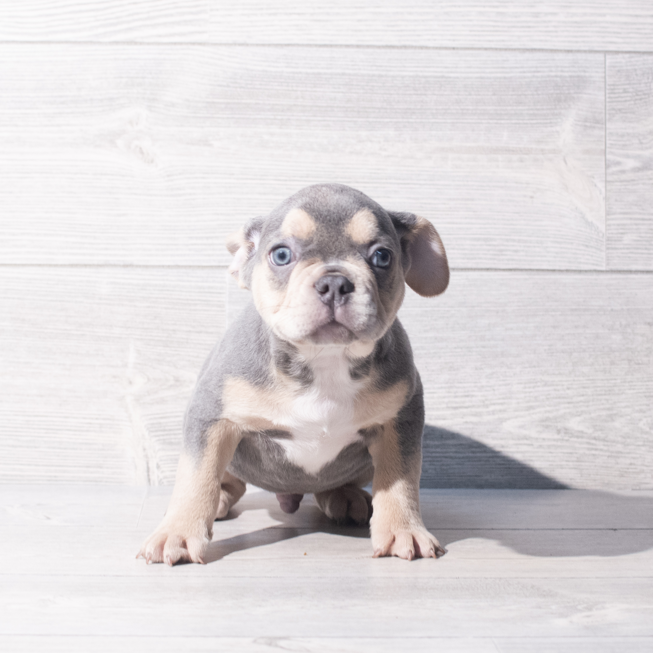 French Bulldog (M) 2178 Image #1
