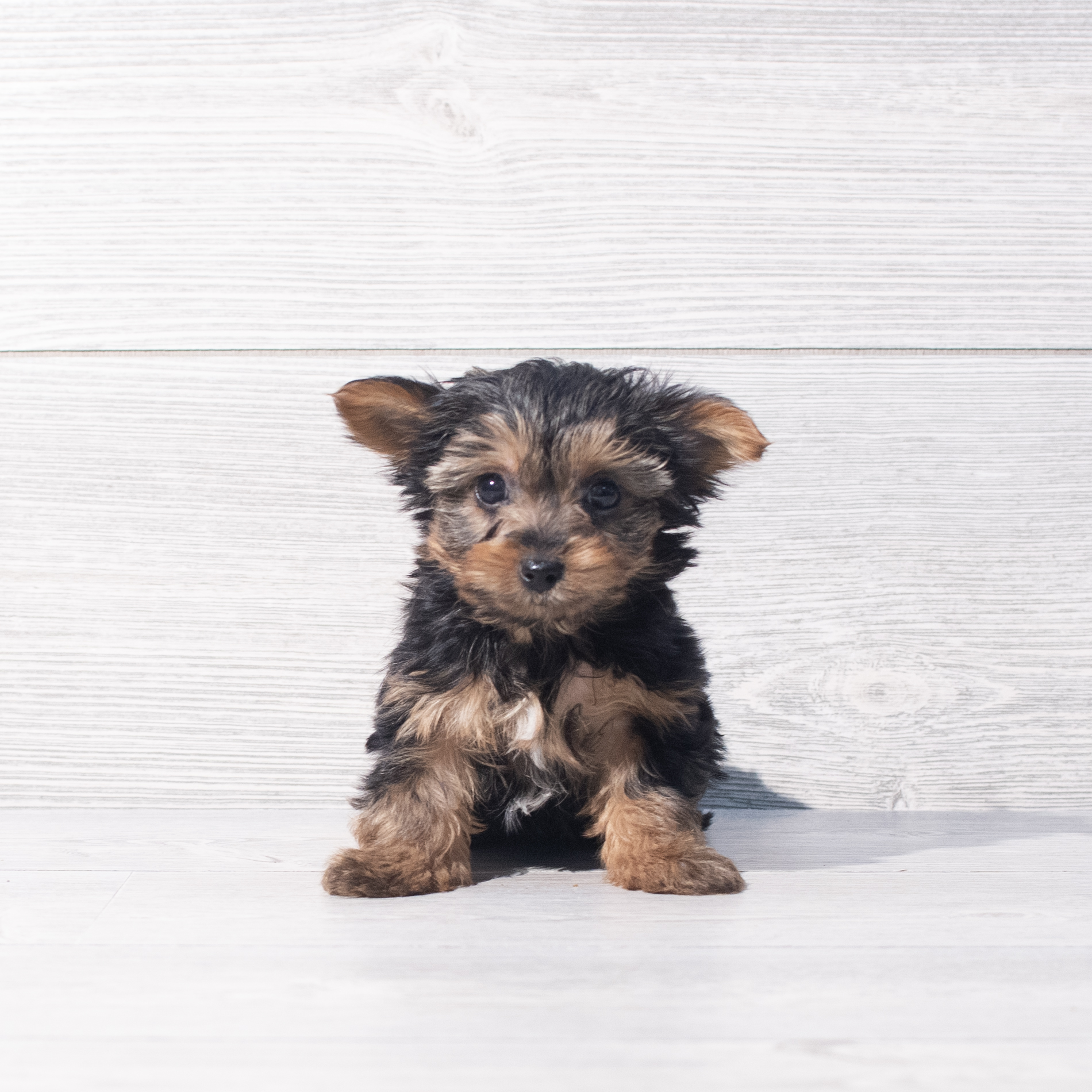 Yorkshire Terrier (M) 2185 Image #1