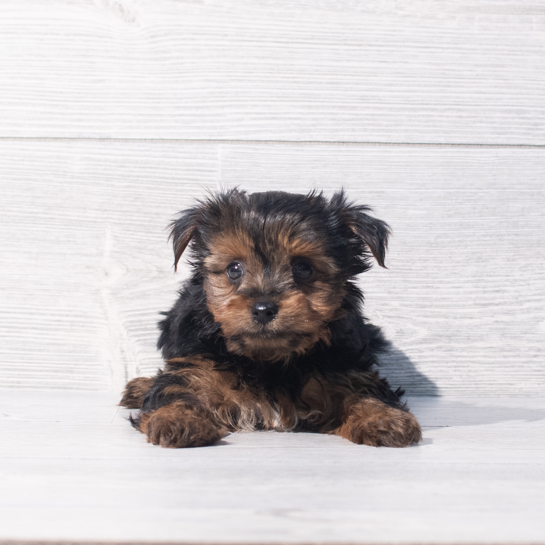 Yorkshire Terrier (M) 2179 Image #1