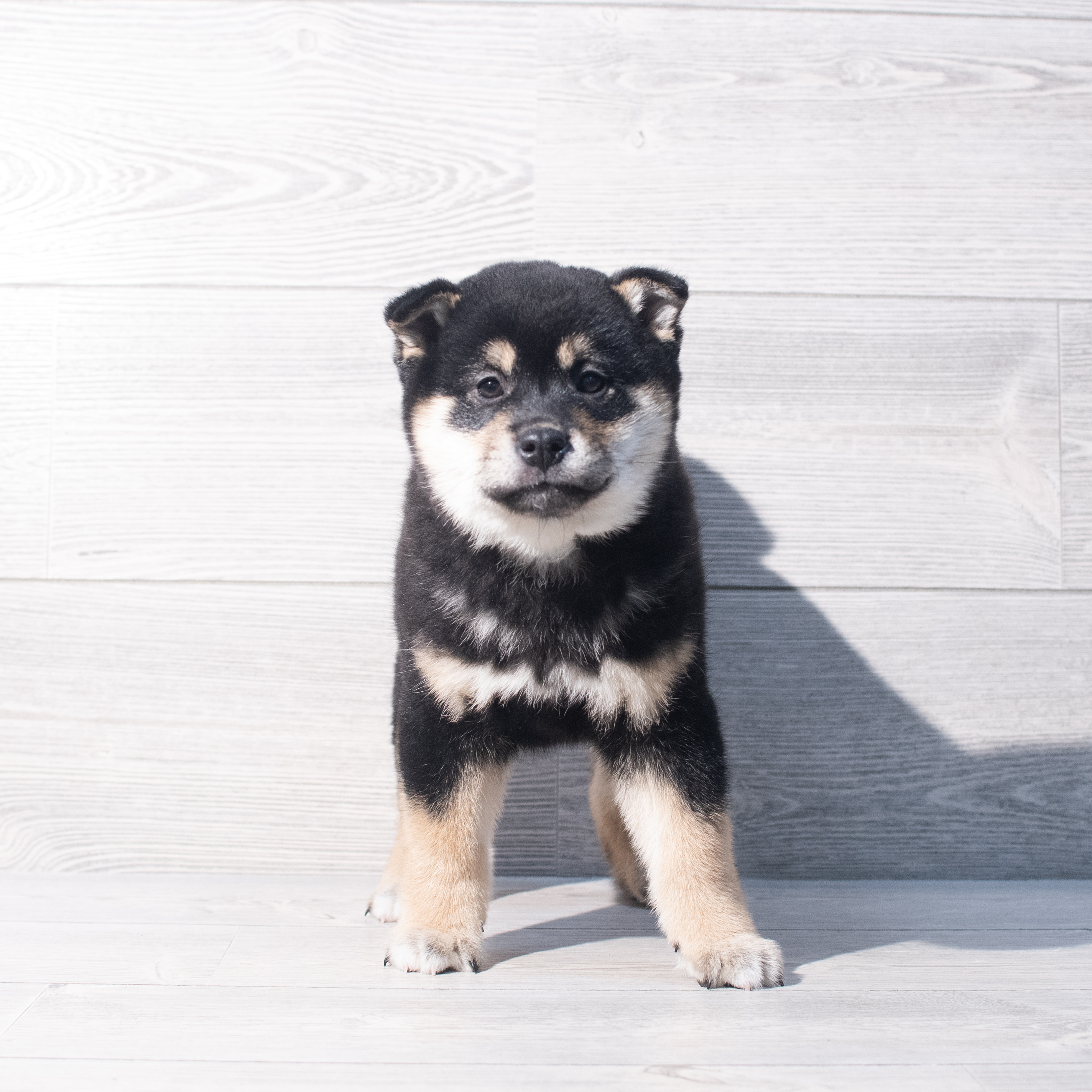 Shiba Inu (M) 2187 Image #1