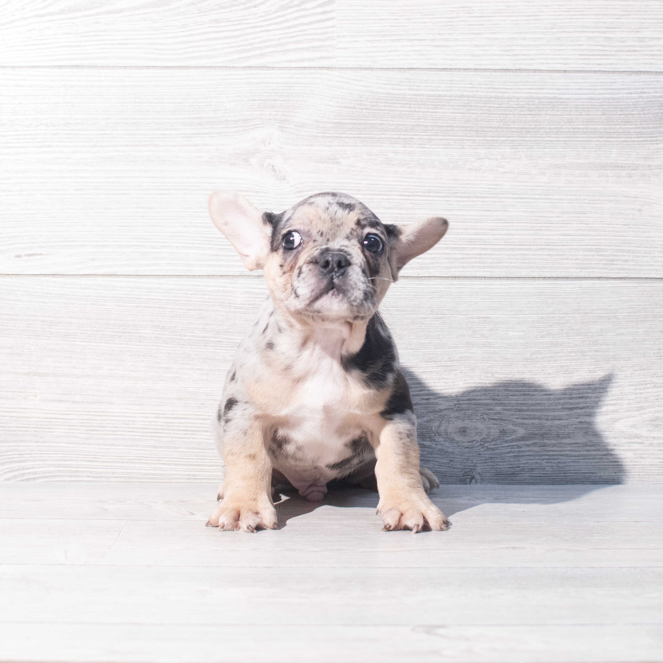 French Bulldog (M) 2183 Image #1