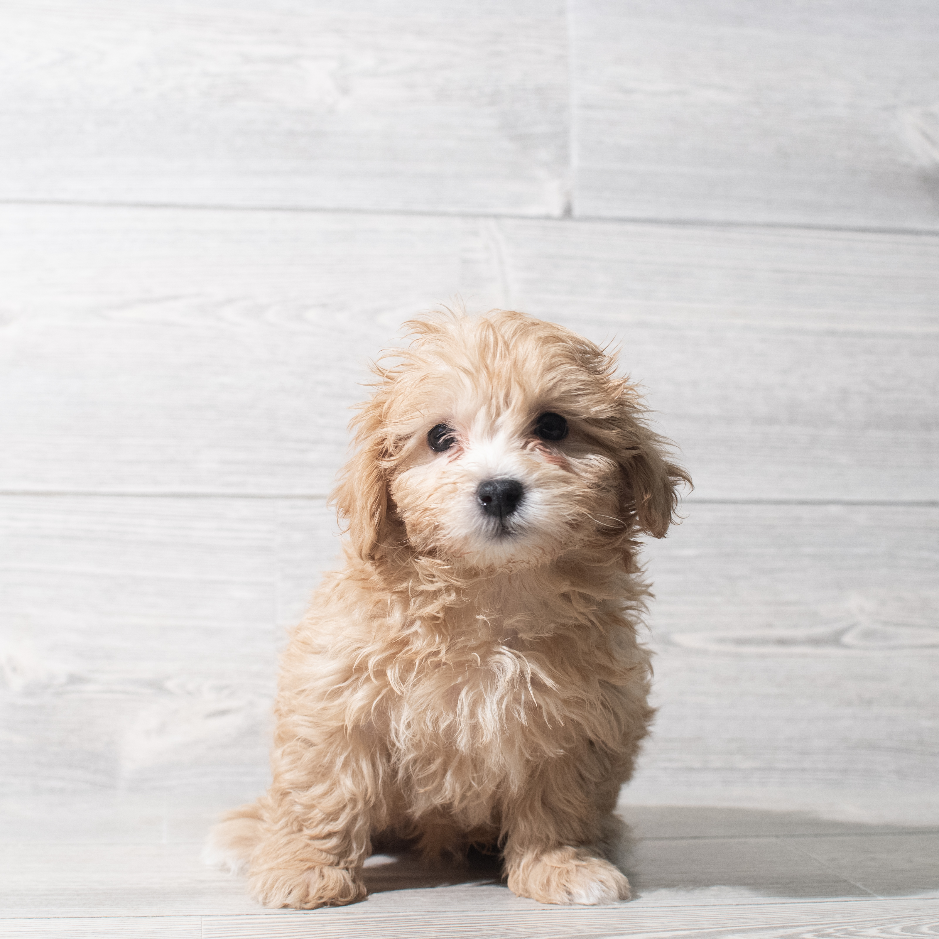 Morkie (M) 5629 Image #1