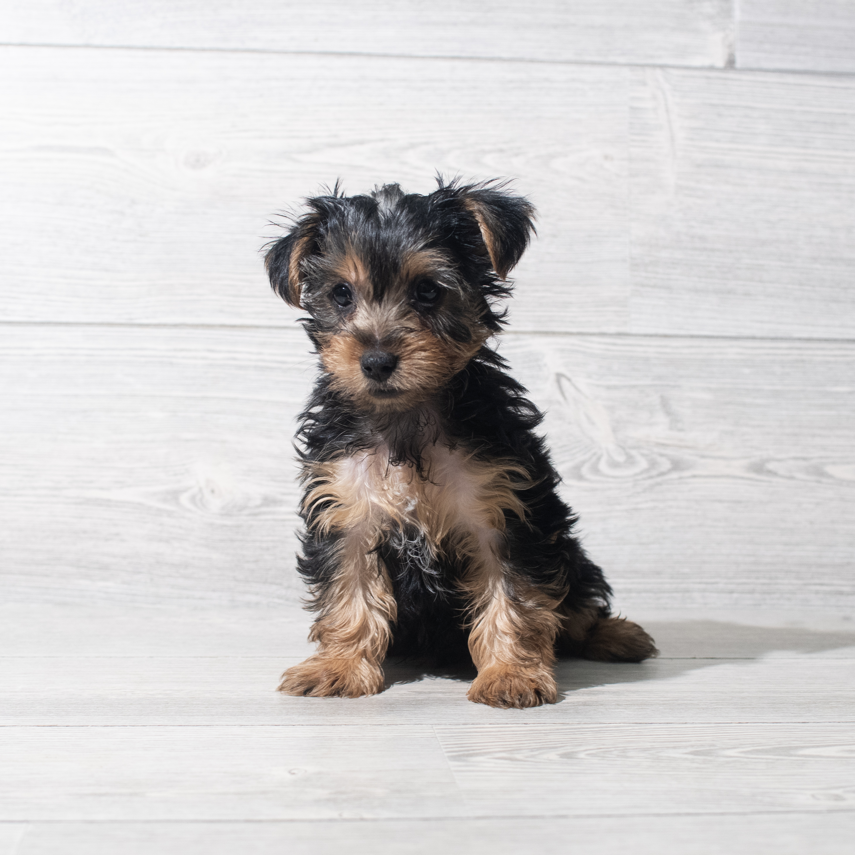 Yorkshire Terrier (M) 5630 Image #1