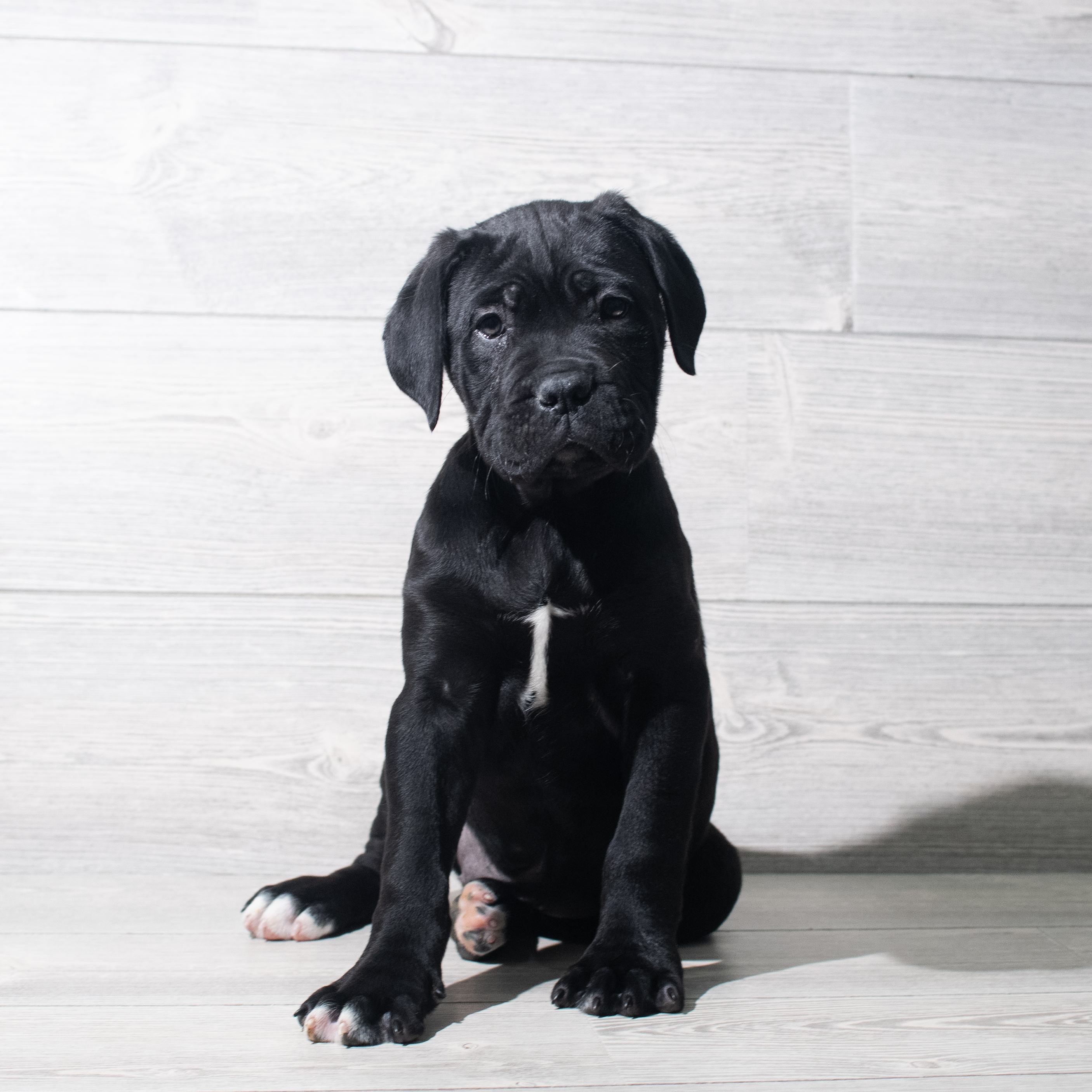 Cane Corso (F) 5627 Image #1