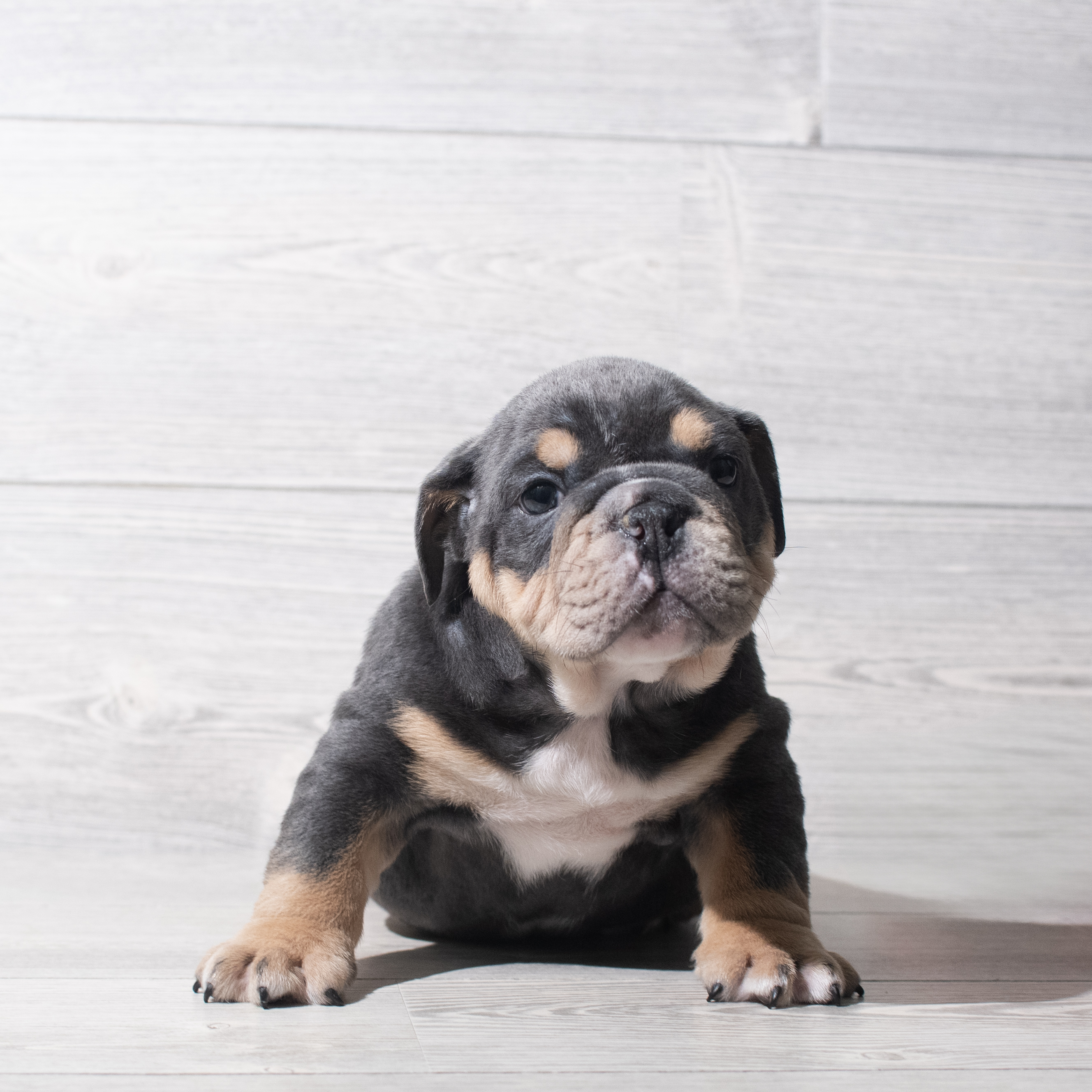 English Bulldog (M) 5633 Image #1