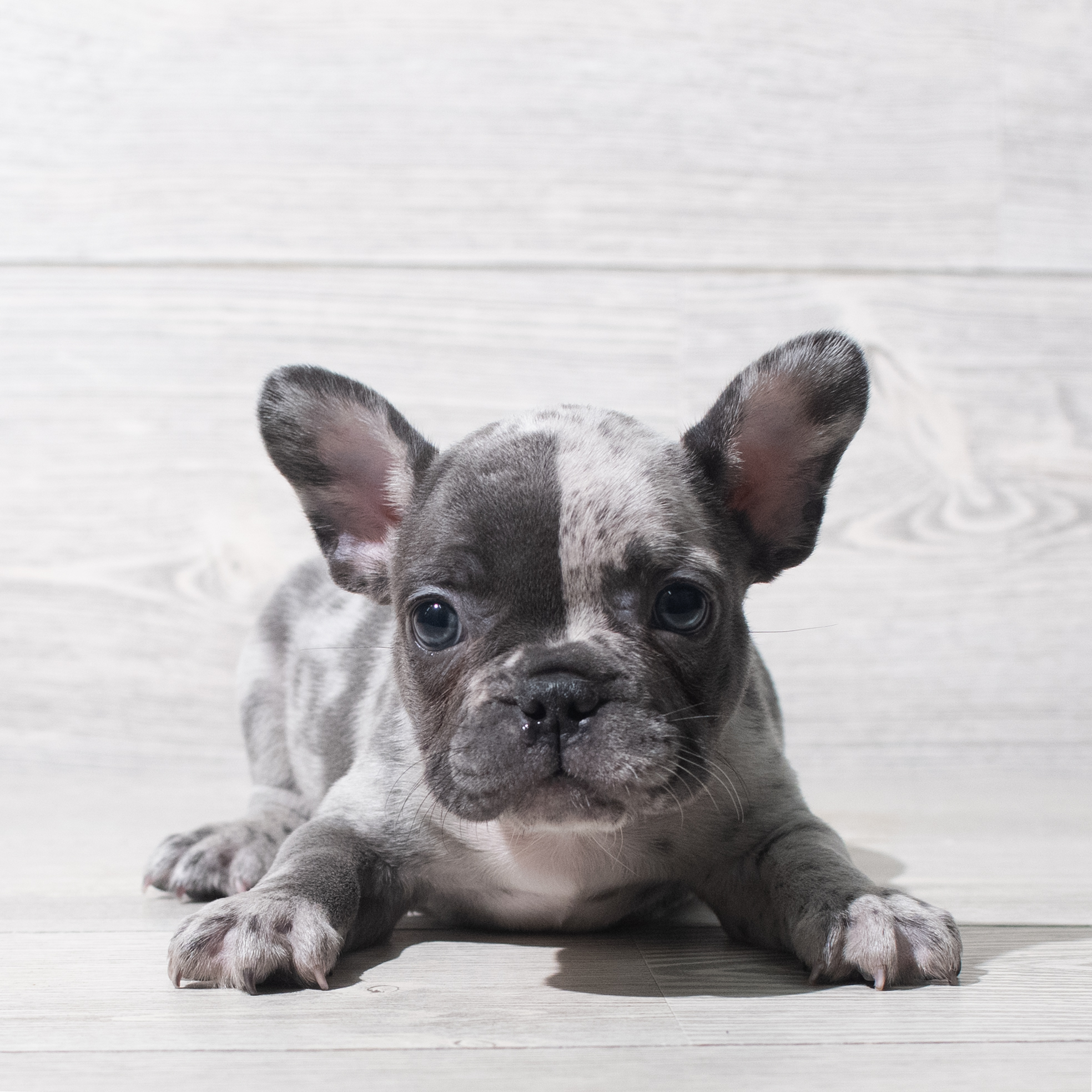 French Bulldog (M) 5617 Image #1