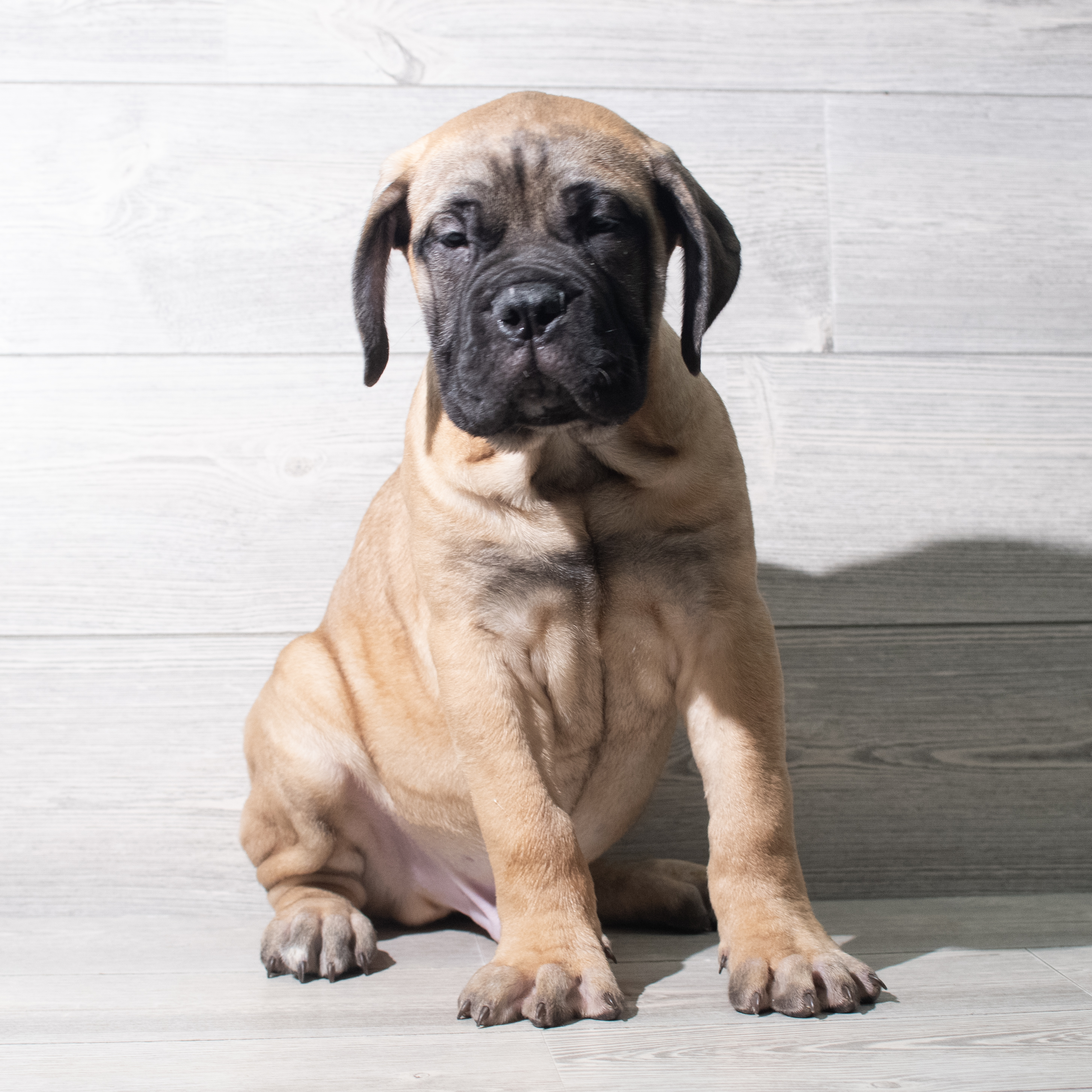 Bullmastiff (M) 5626 Image #1