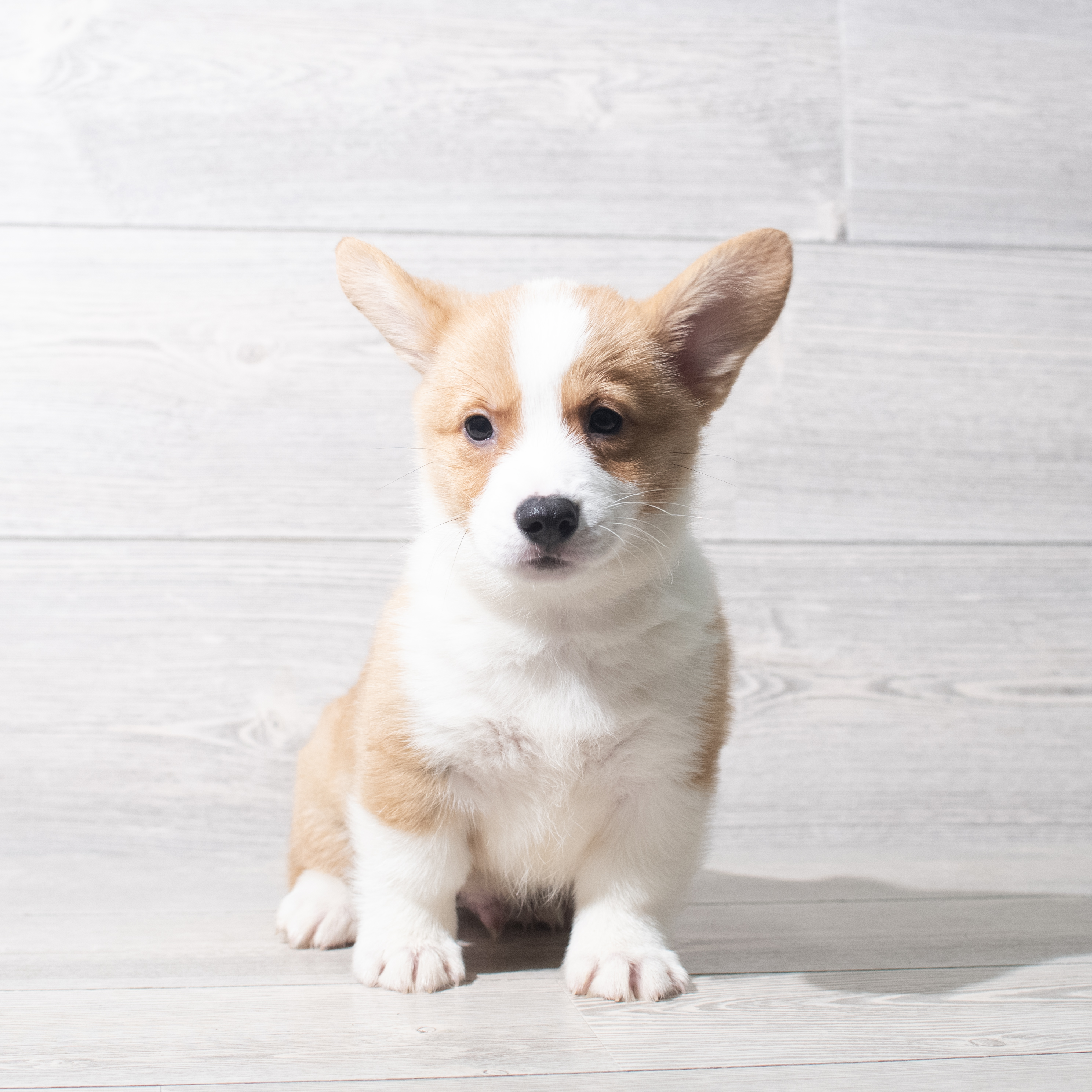 Pembroke Welsh Corgi (M) 5618 Image #1