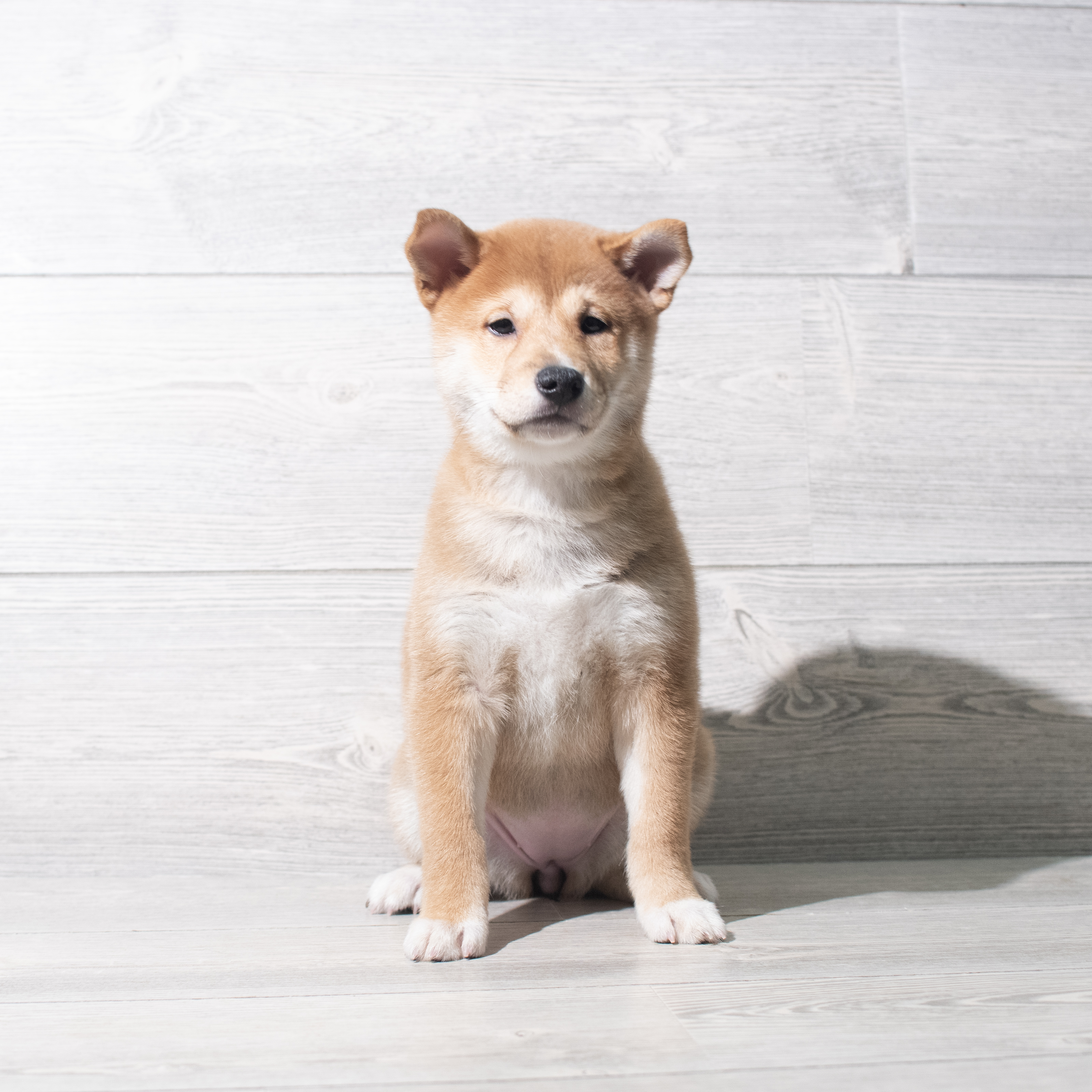 Shiba Inu (F) 5623 Image #1