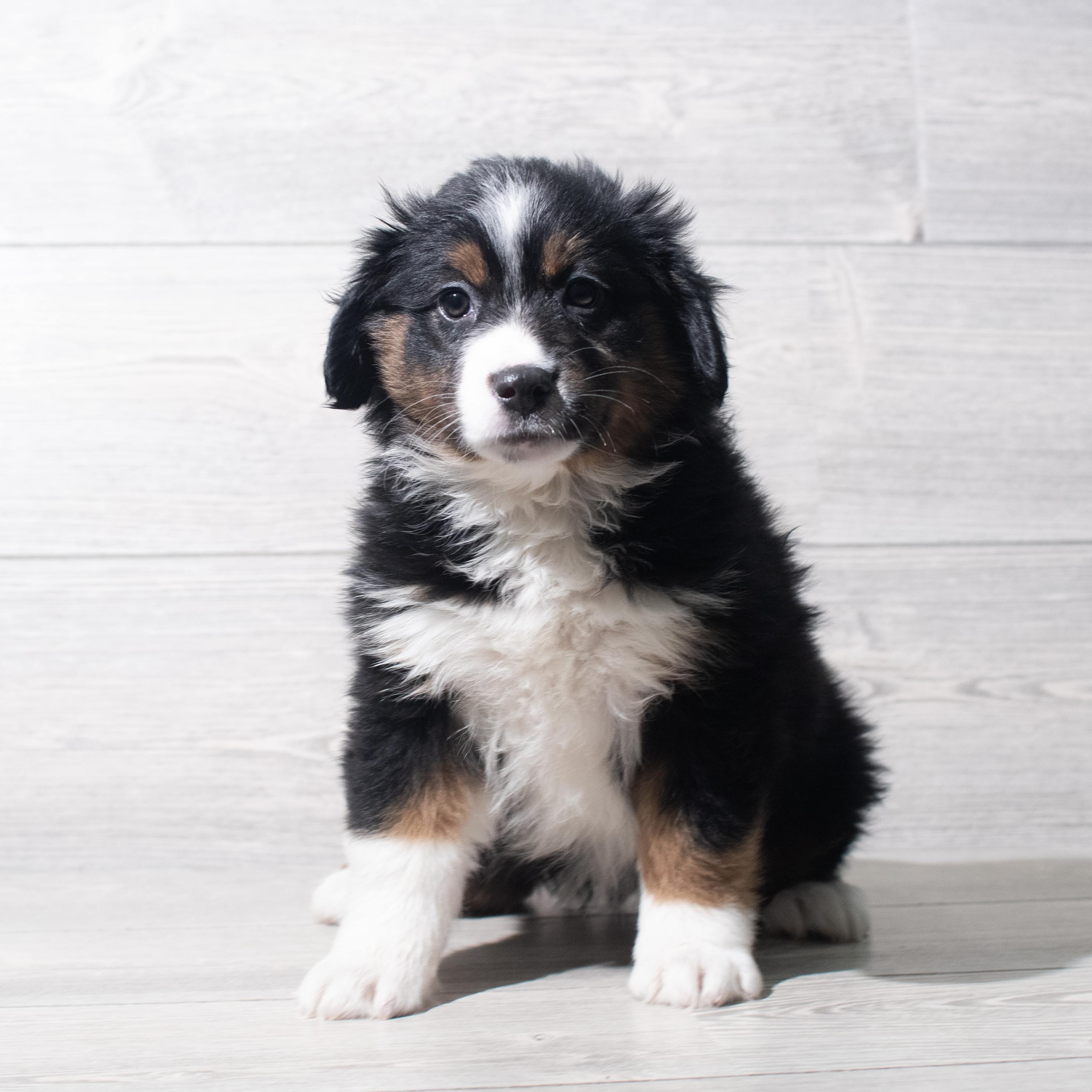 Miniature Australian Shepherd (F) 5625 Image #1