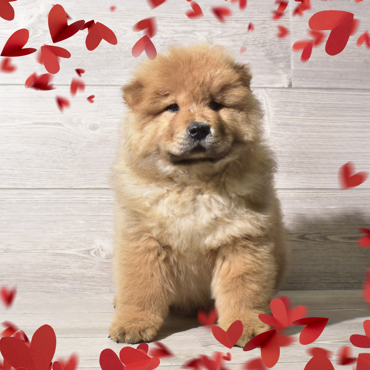 Chow Chow (M) 5628 Image #1