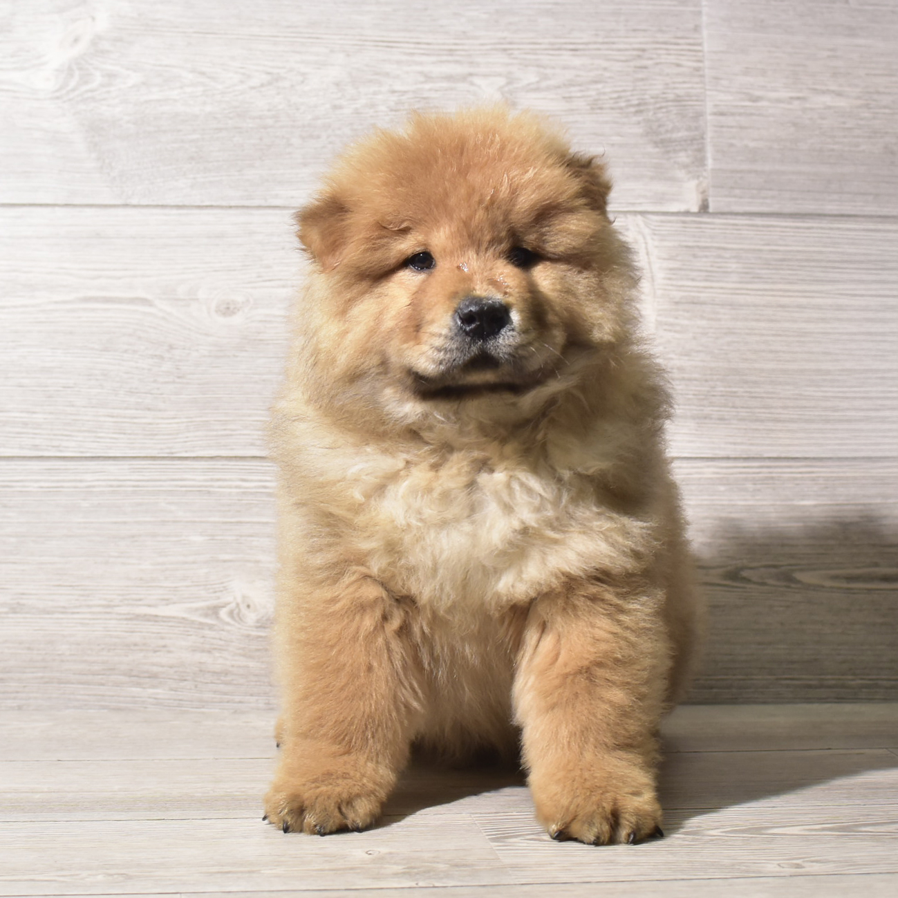 Chow Chow (M) 5628 Image #1